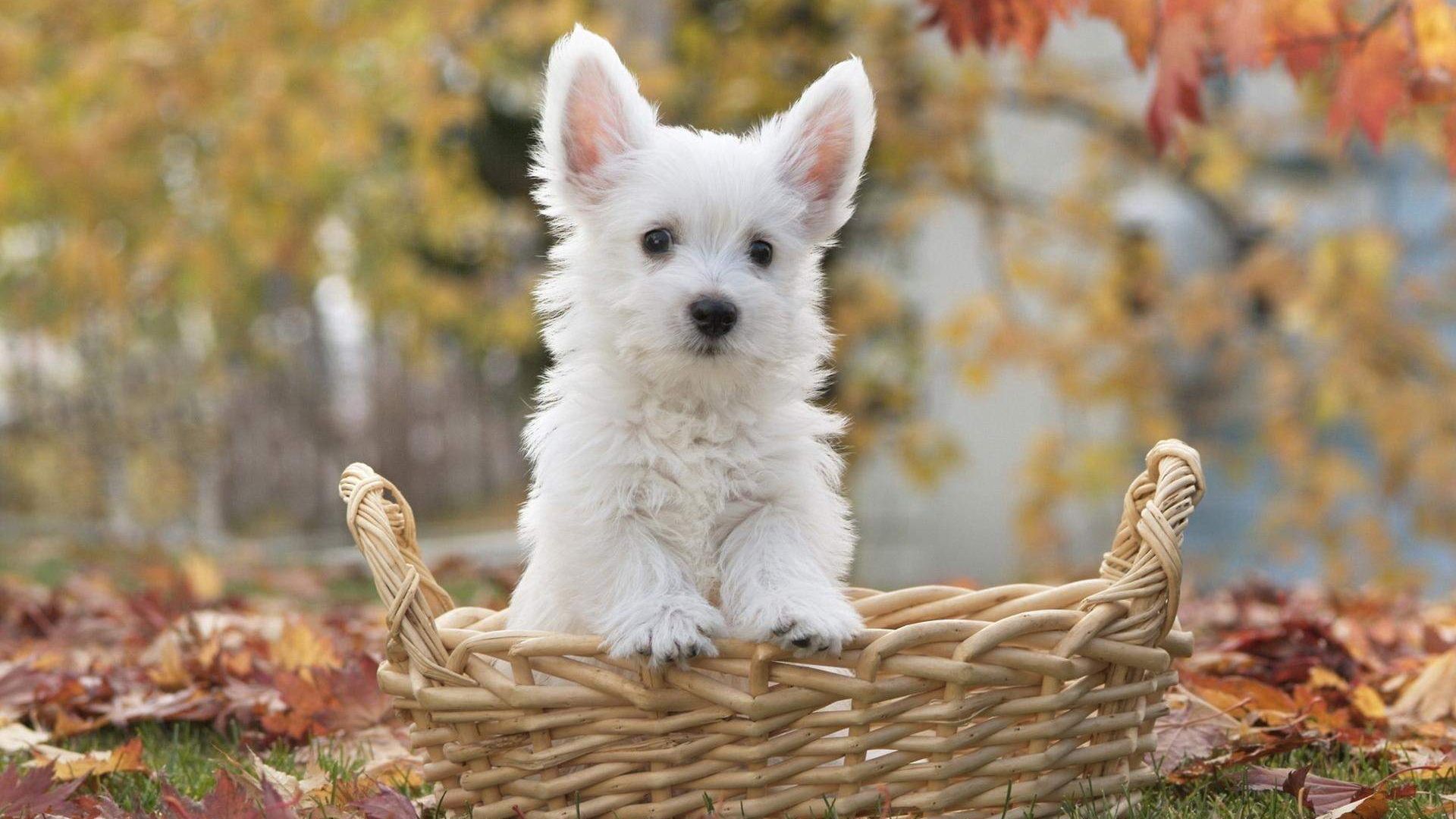 Desktop Wallpaper Cute Little White Dog Puppy, Hd Image, Picture,  Background, Wwr2ld