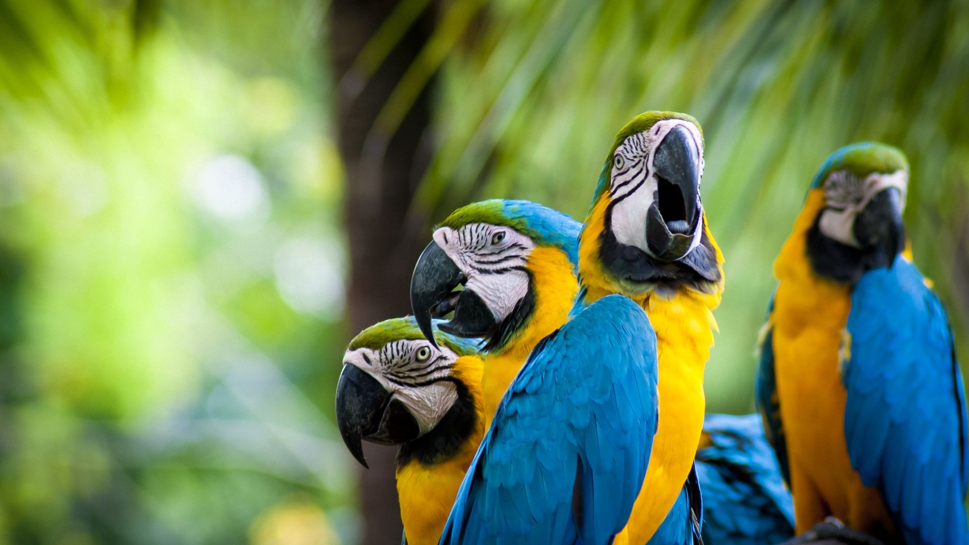Wallpaper Macaw parrots