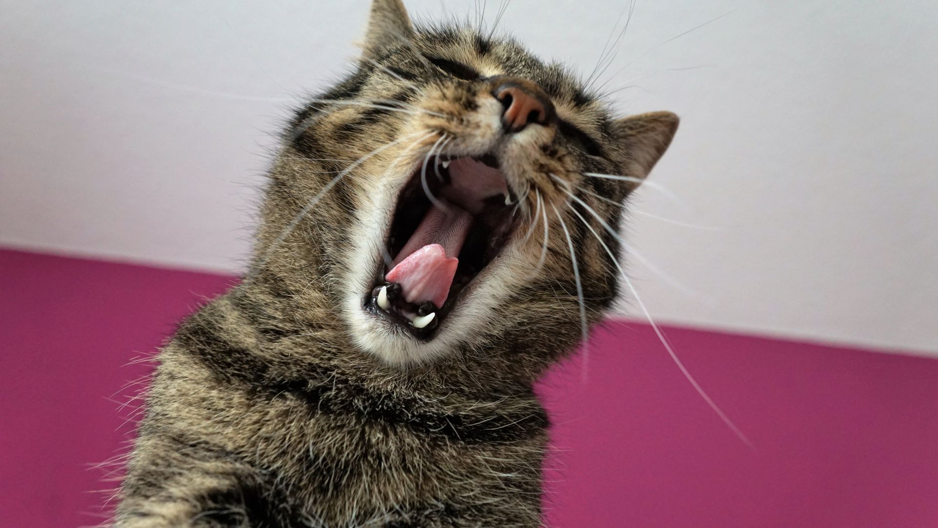 Wallpaper Cat yawn, muzzle, pet, sleepy