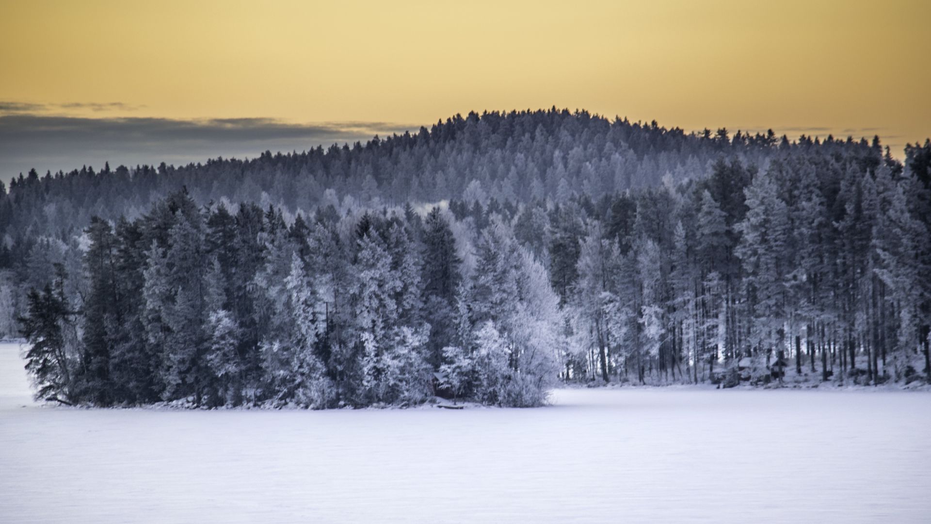 Desktop Wallpaper Forest, Nature, Finnish Winter, Horizon, Tree, Landscape,  Hd Image, Picture, Background, Wydrfg