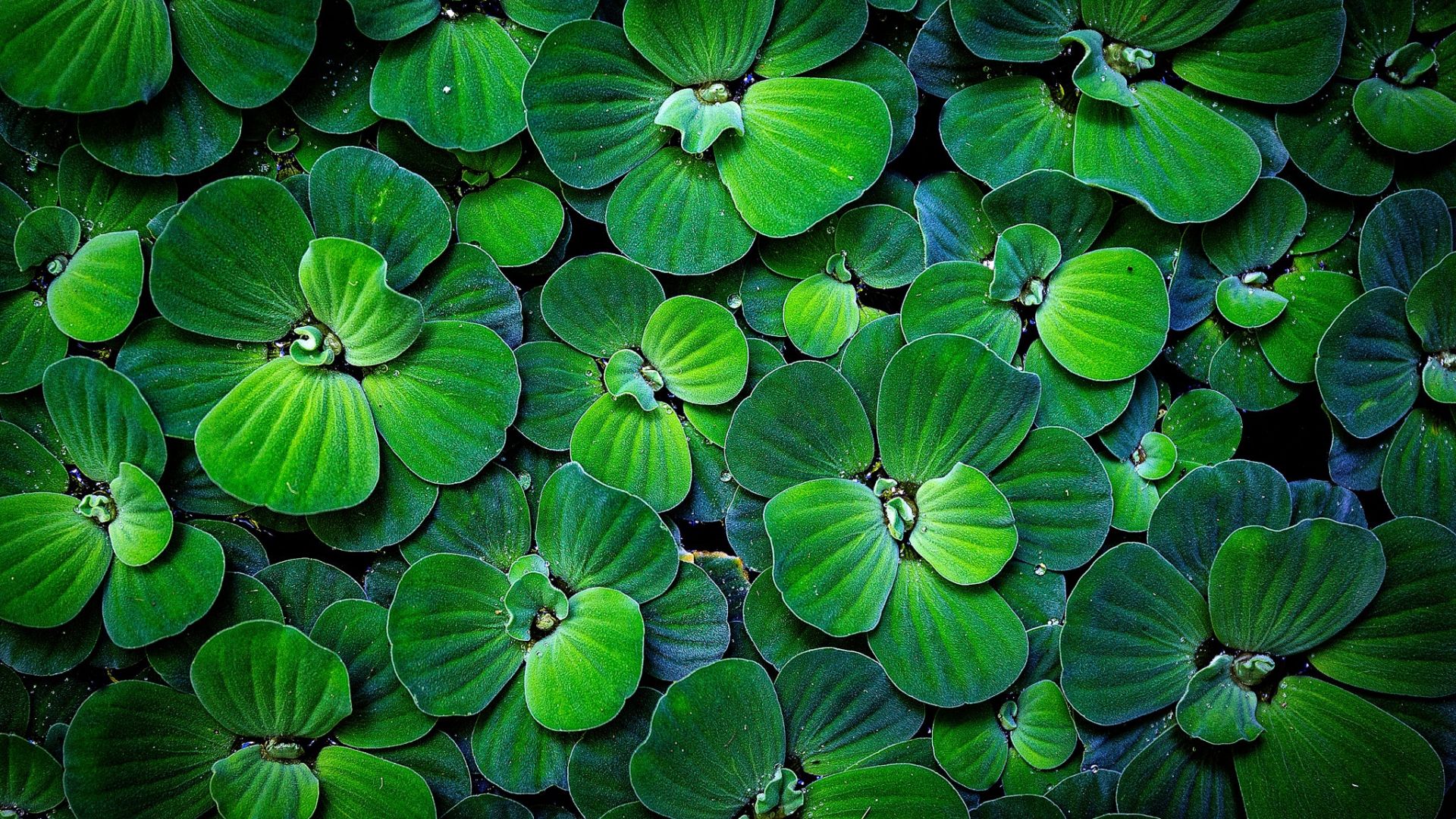 Wallpaper Green leaves, pond