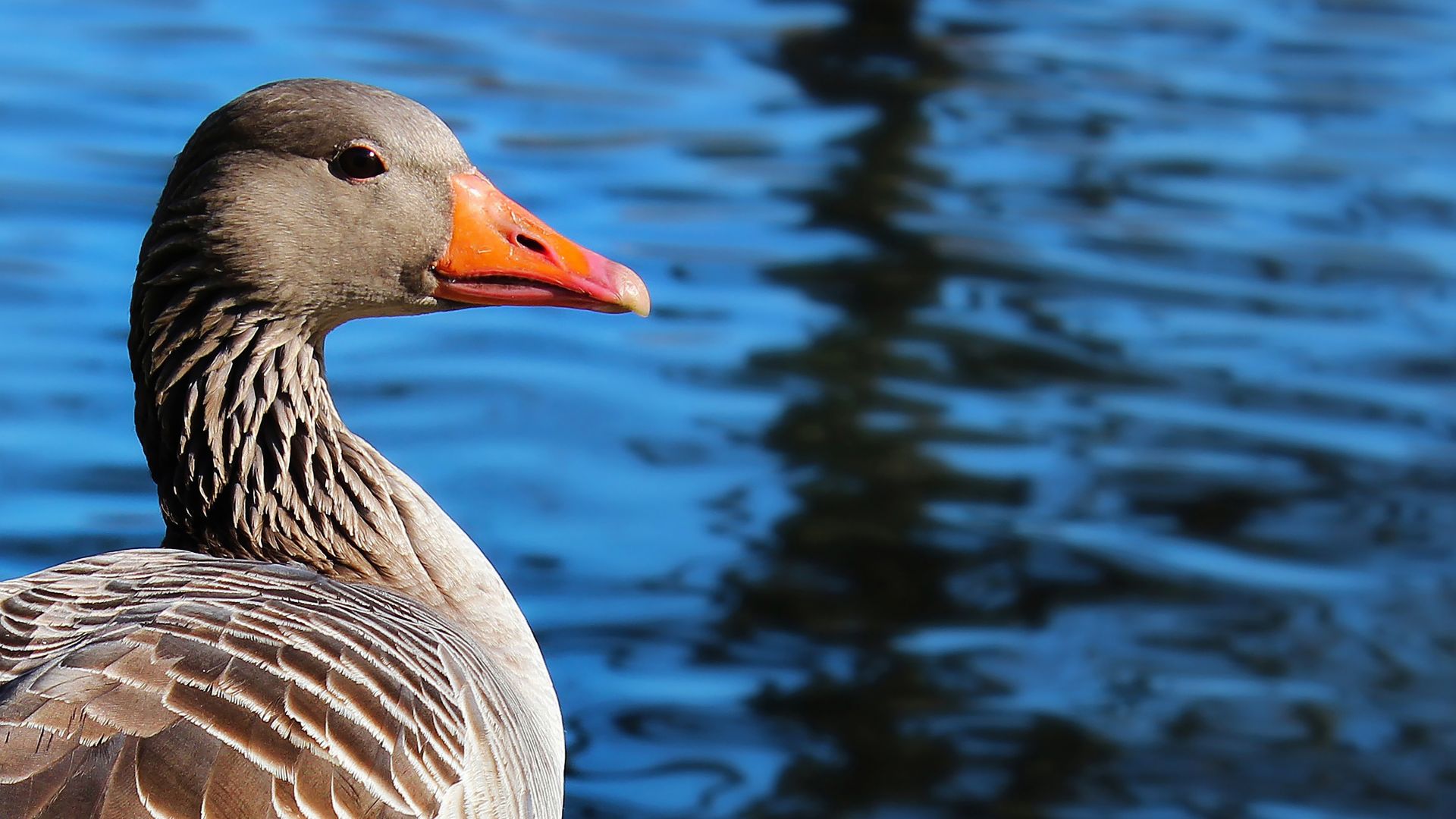 Wallpaper Brown duck, water bird, beak, pond