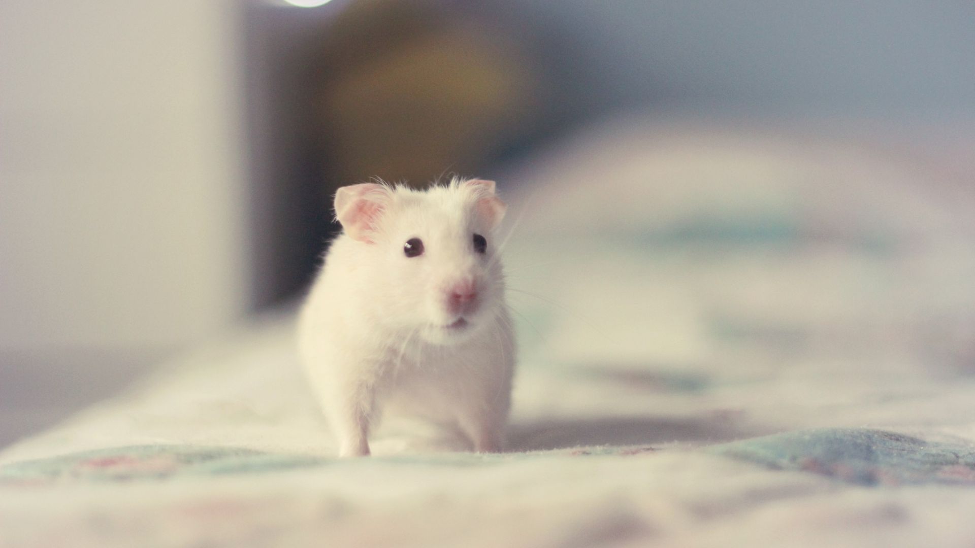 Wallpaper Cute hamster rodent animal