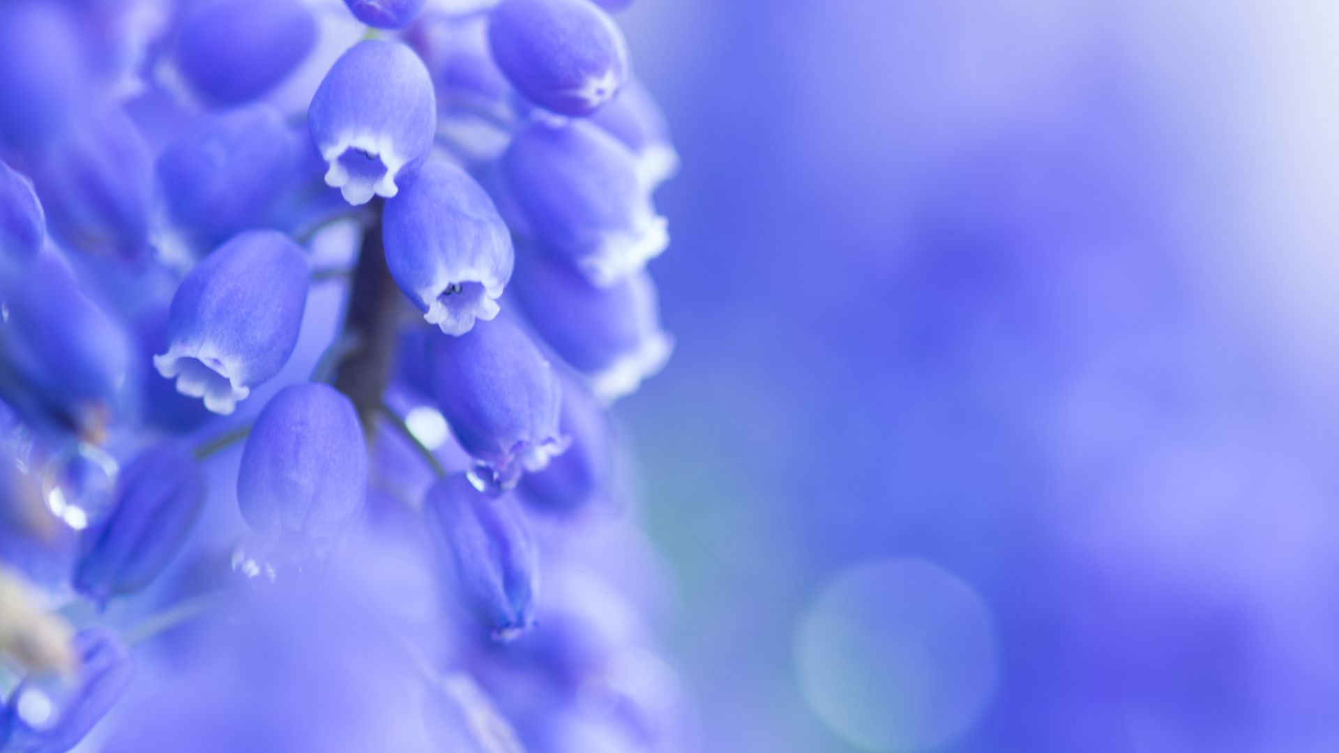 Wallpaper Purple flowers, close up, bokeh, spring