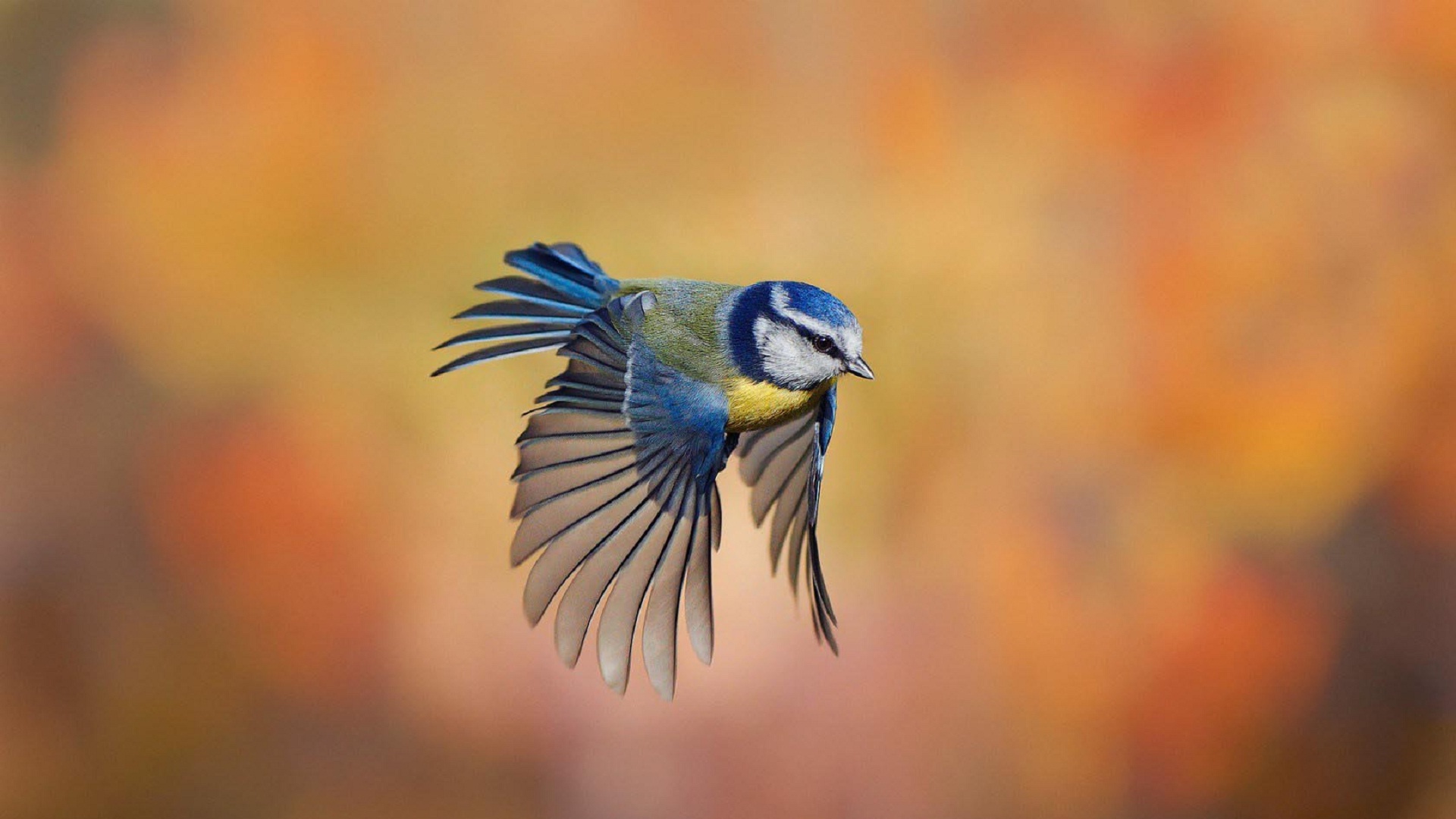 Wallpaper Cute small bird flying