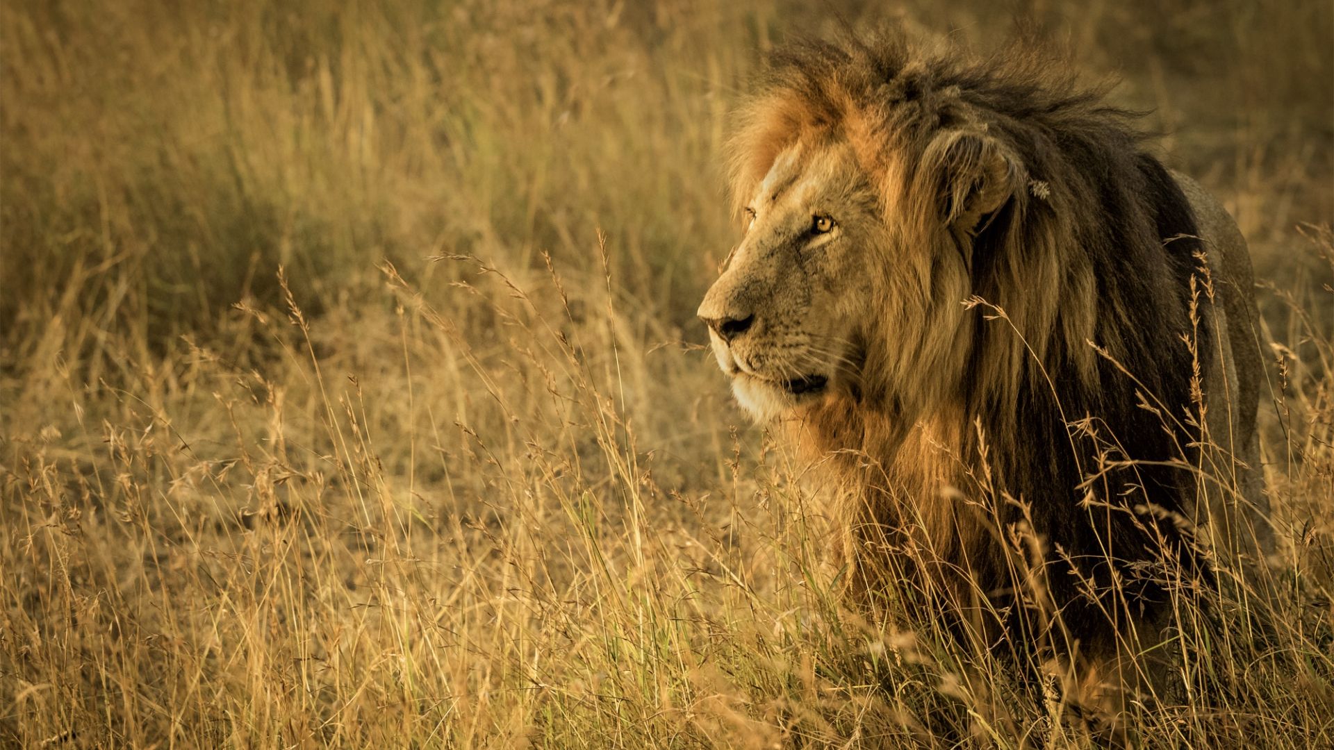 Wallpaper Lion ready for hunt, beast, predator