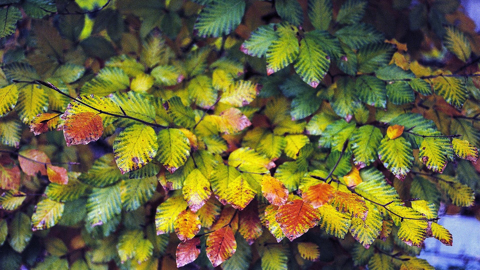 Wallpaper Green, yellow, brown leaves