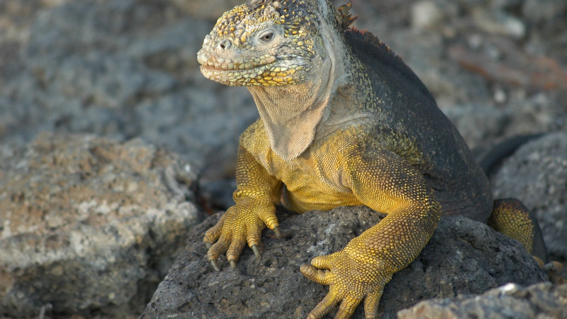 Wallpaper Galapagos land iguana lizard, reptile