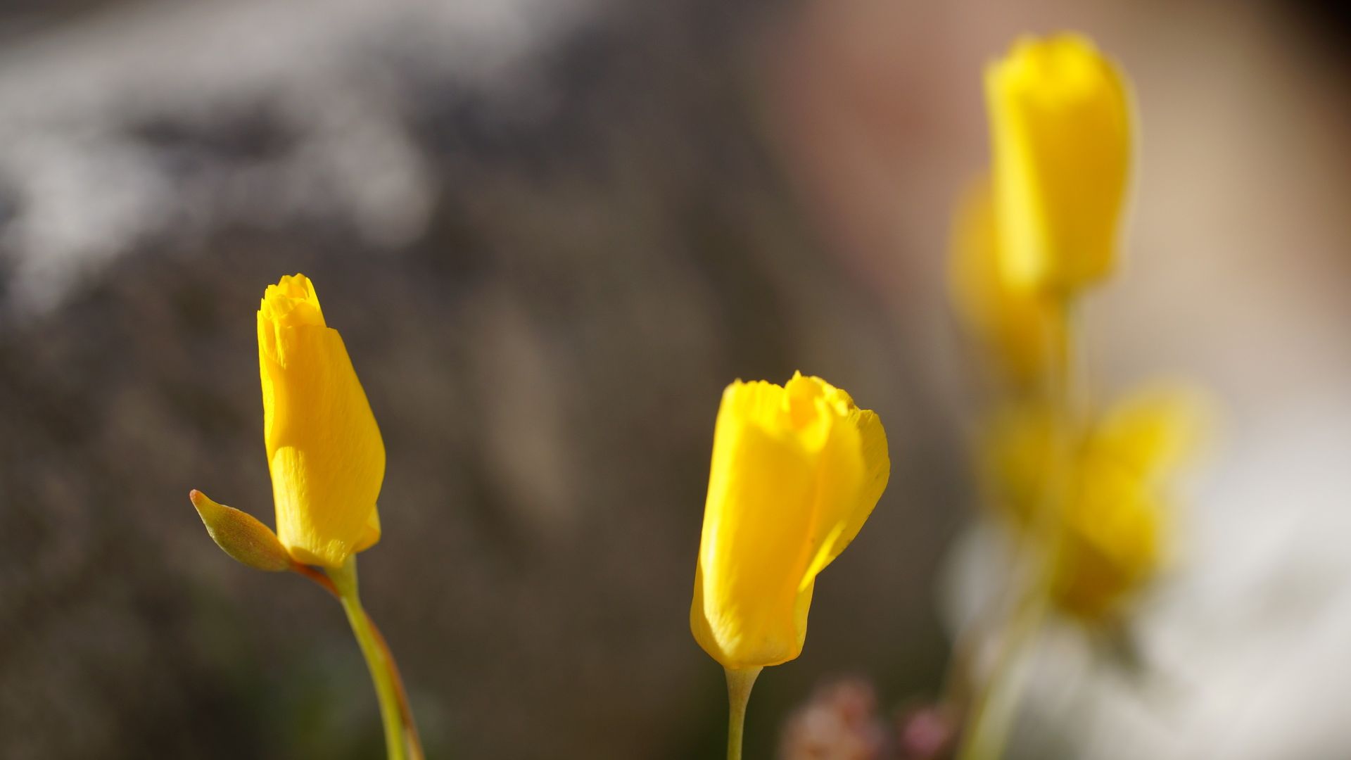 Wallpaper Yellow poppies, flowers blur