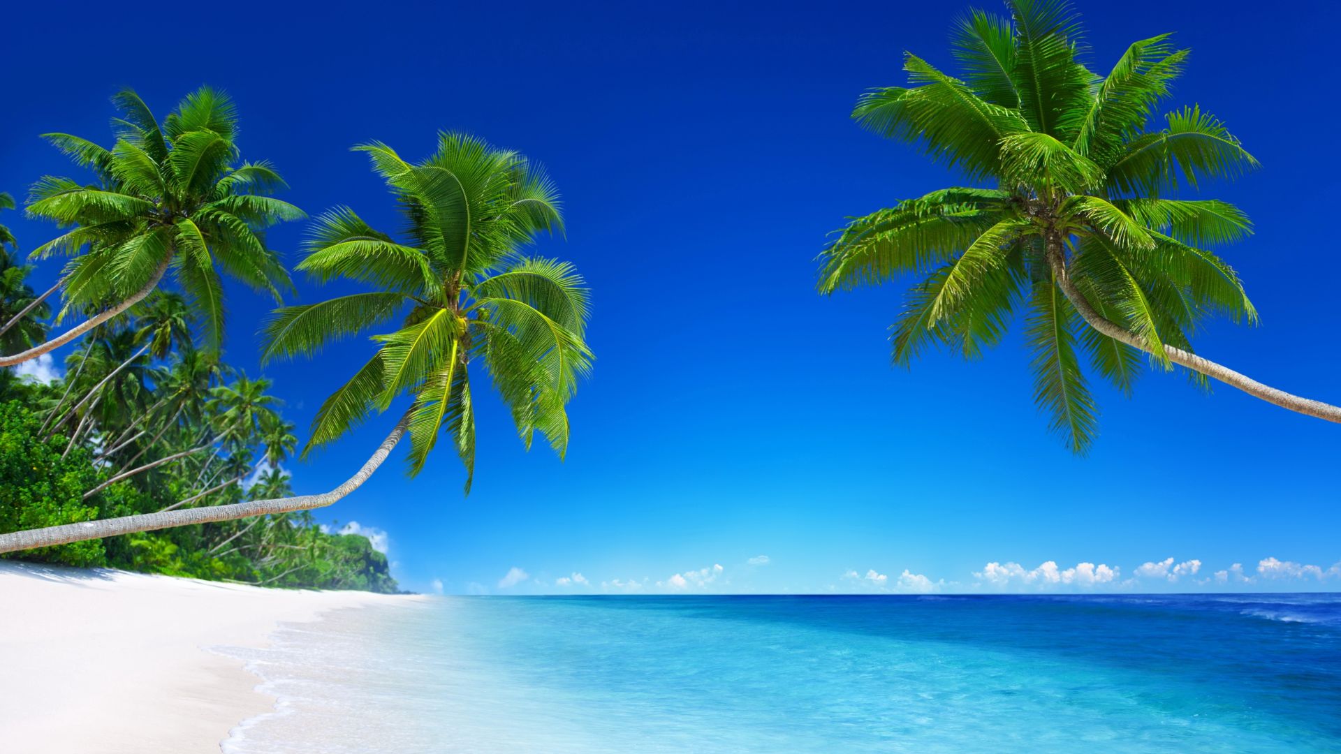 Wallpaper Palm tree on tropical beach