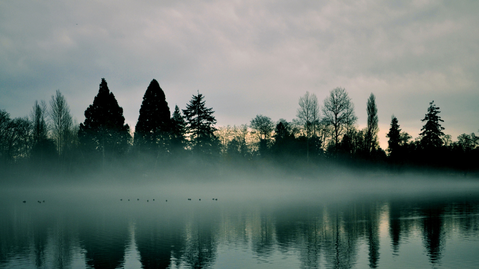Wallpaper Tree, lake, evening, fog, mist, reflections, nature