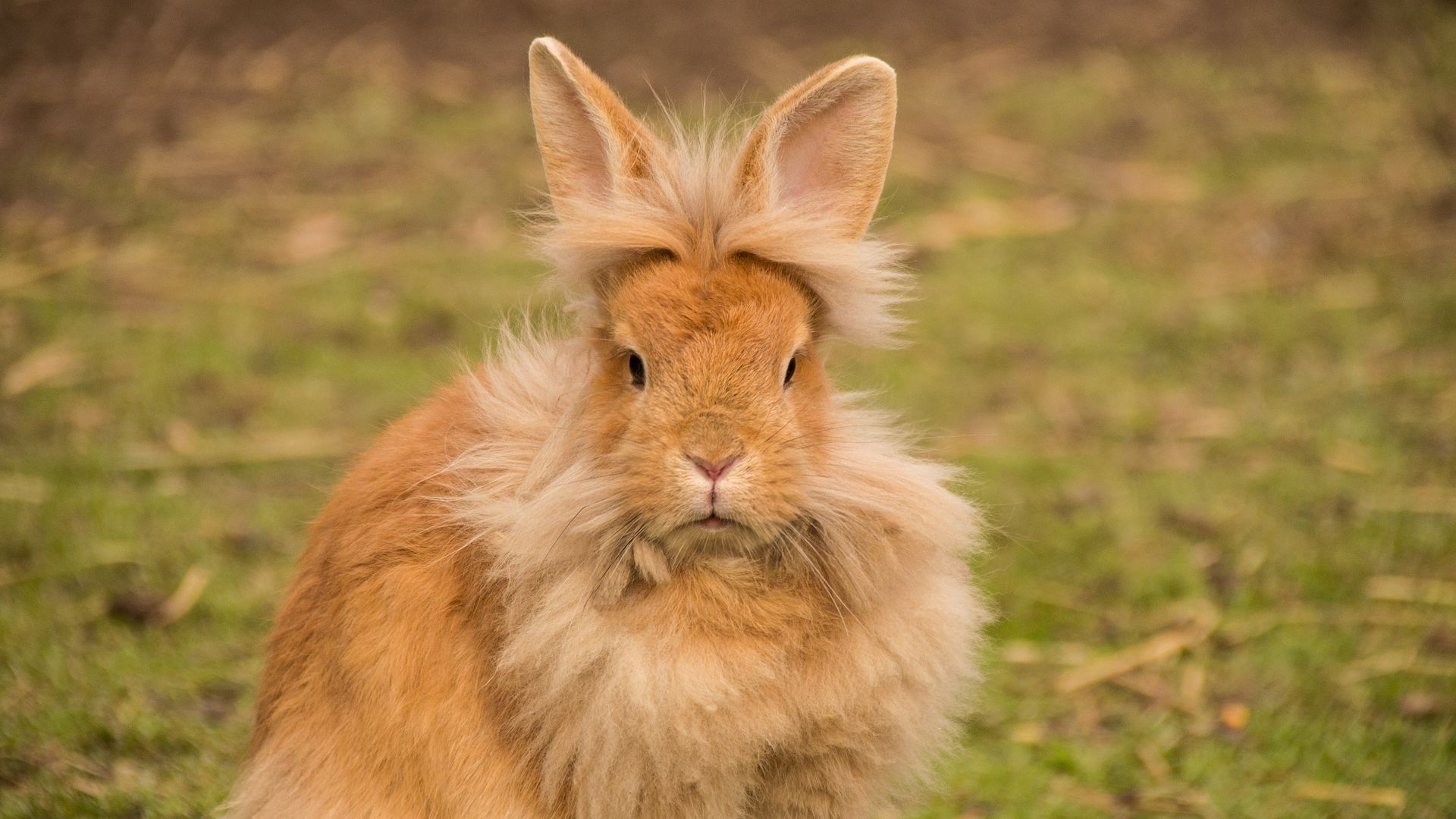 Wallpaper Lionhead rabbit, cute rabbit, animal