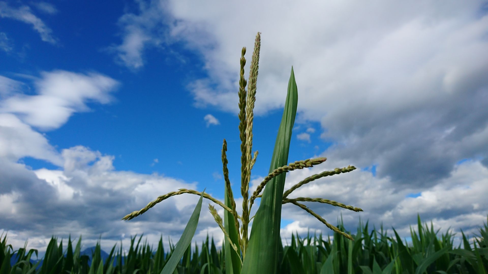 Wallpaper Corn plants in field