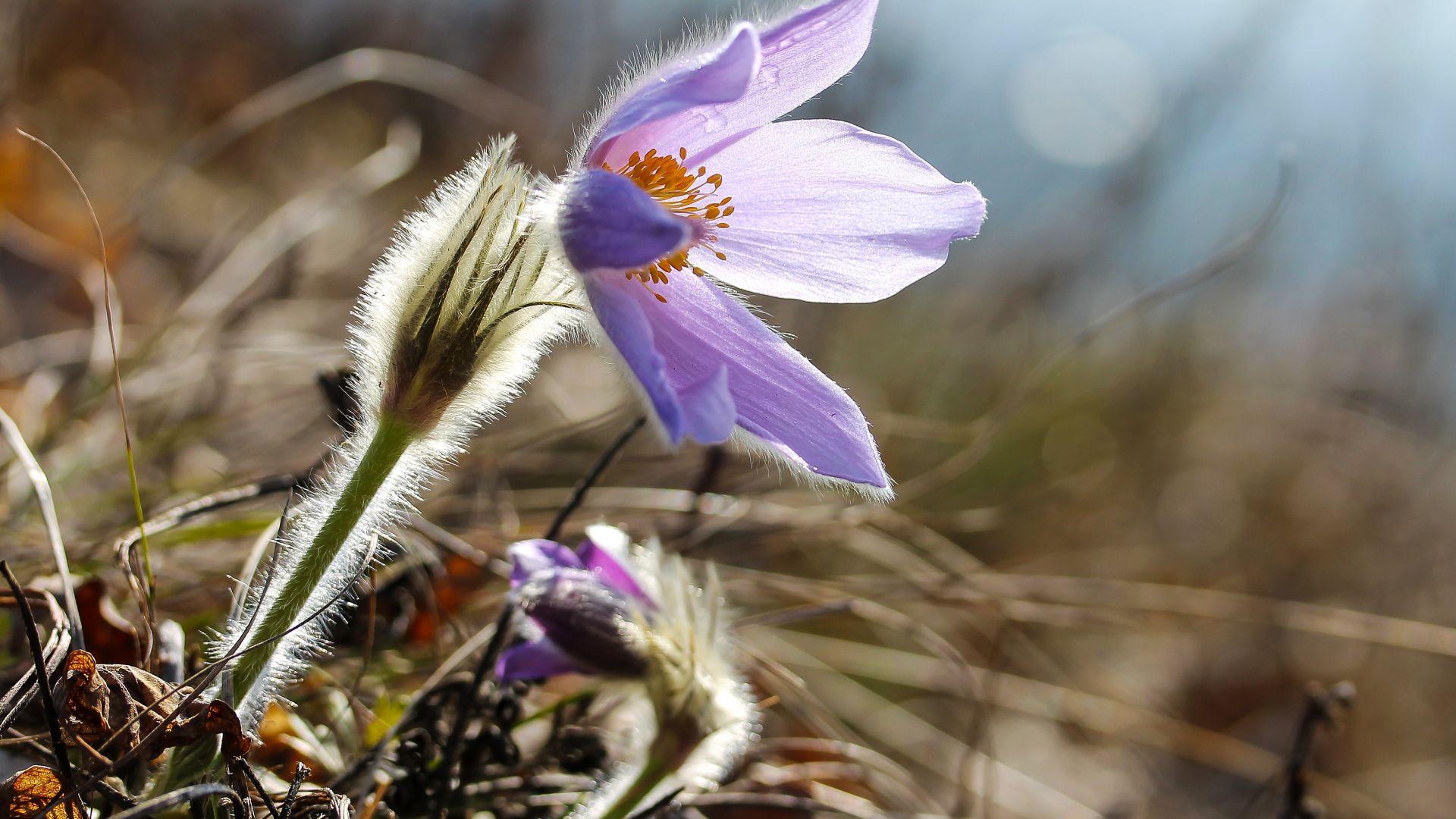 Wallpaper Pasqueflower, purple flower, close up, blur, bokeh