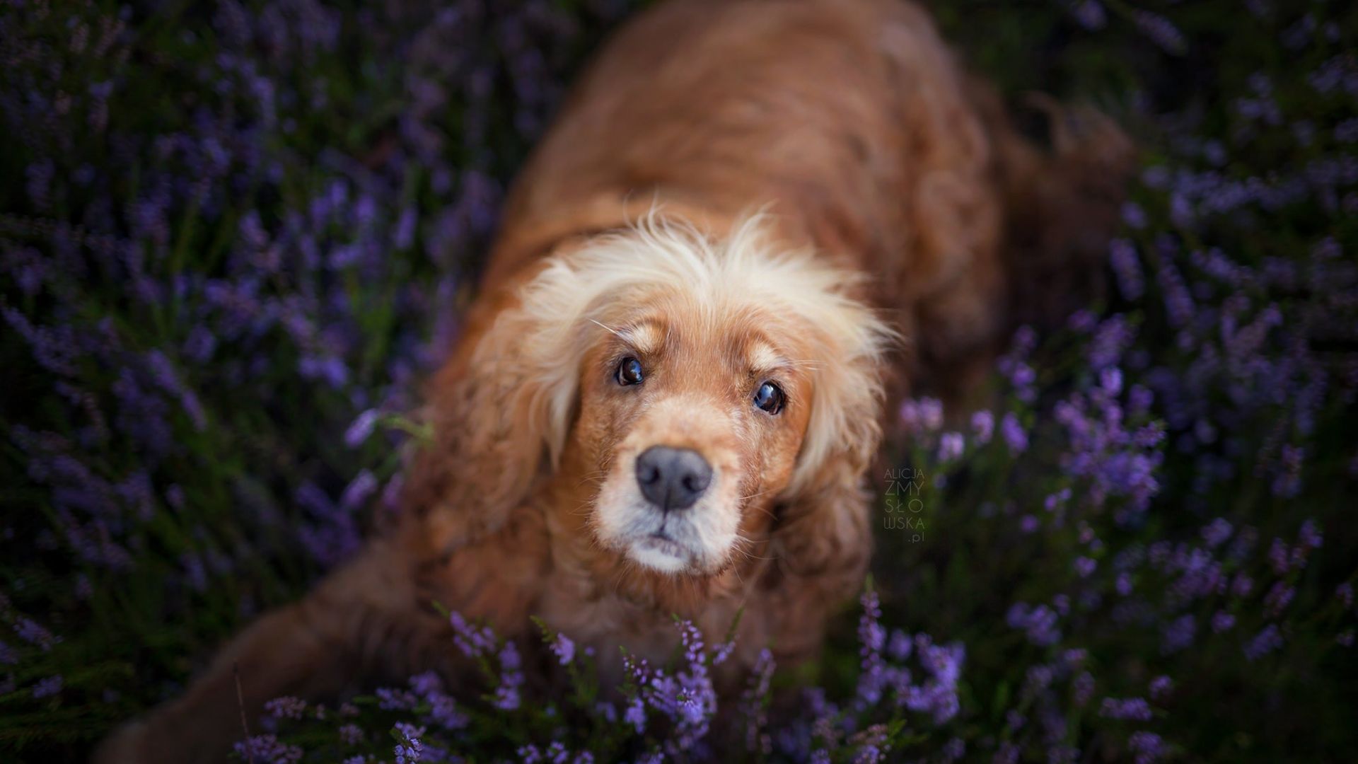 Wallpaper Dog in purple flower field, meadow, play