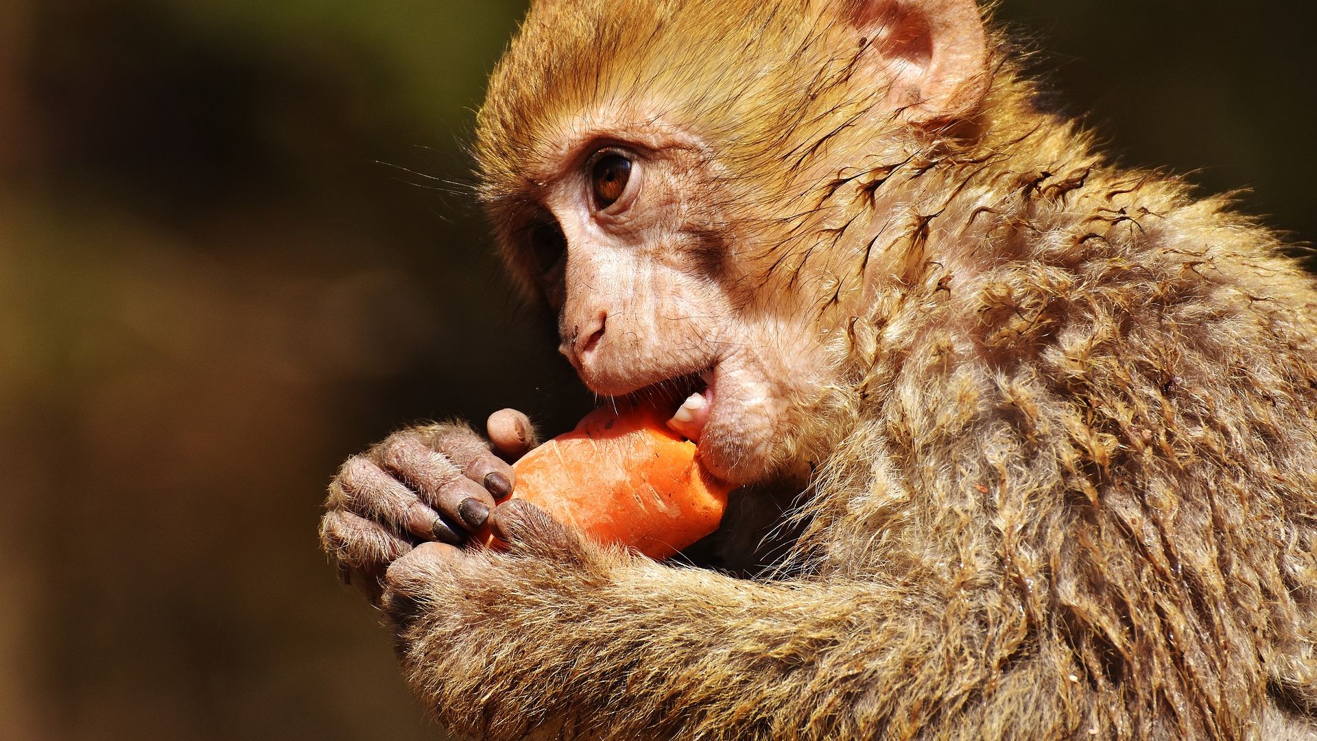 Wallpaper Barbary ape, monkey, eating
