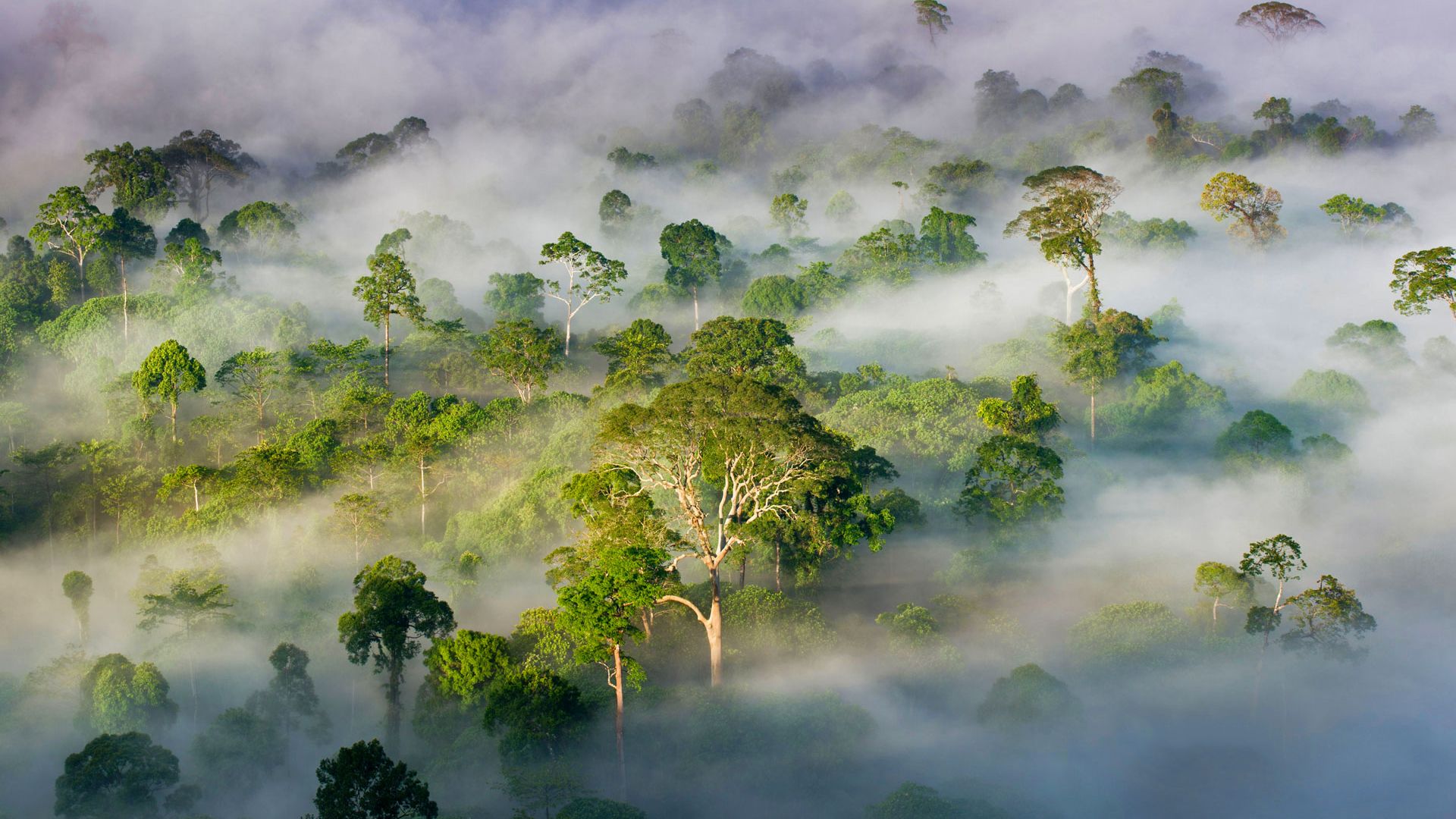 Wallpaper Trees, green forest, fog, aerial view