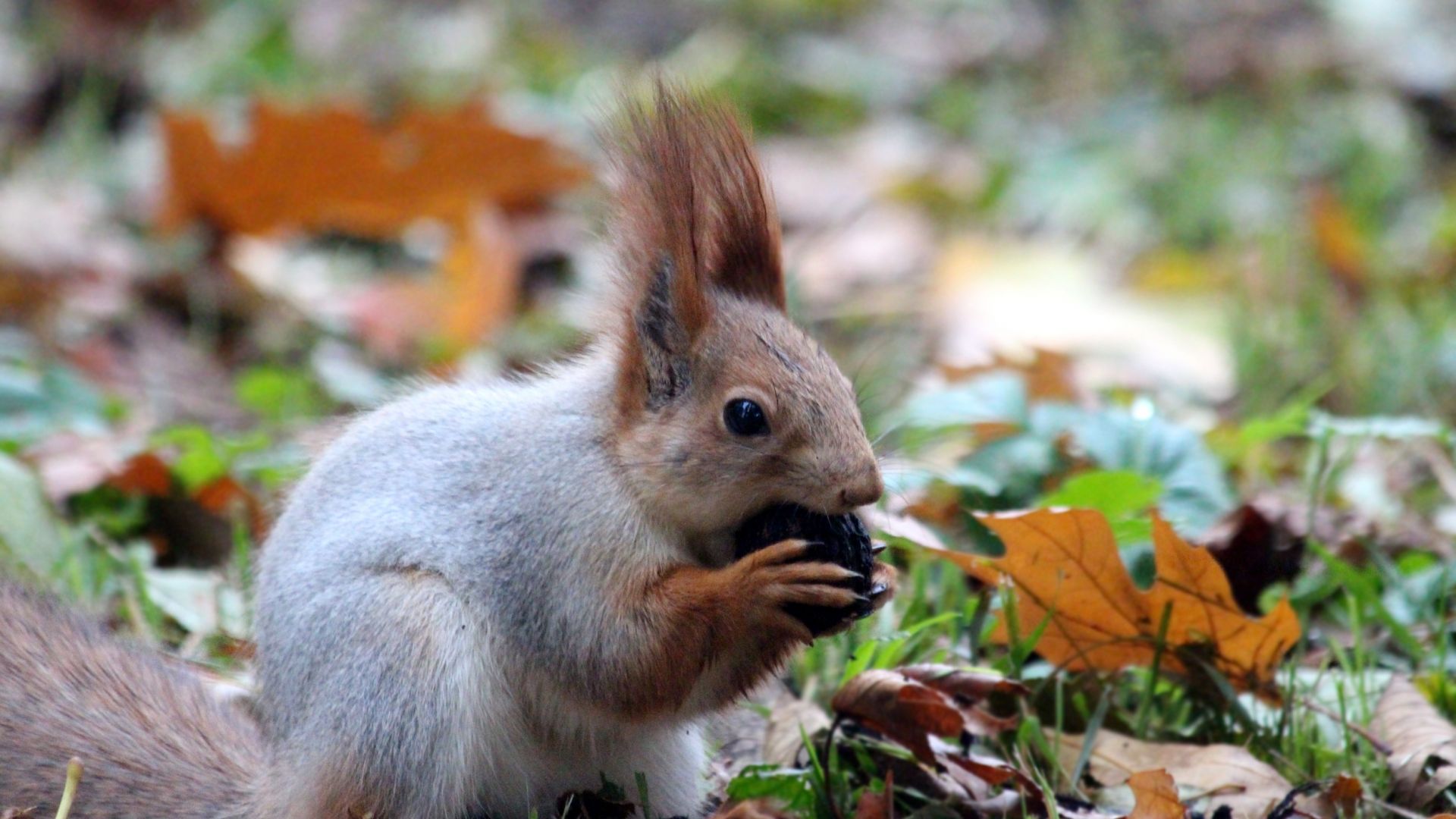 Wallpaper Red squirrel, eating, fall, leaves, grass