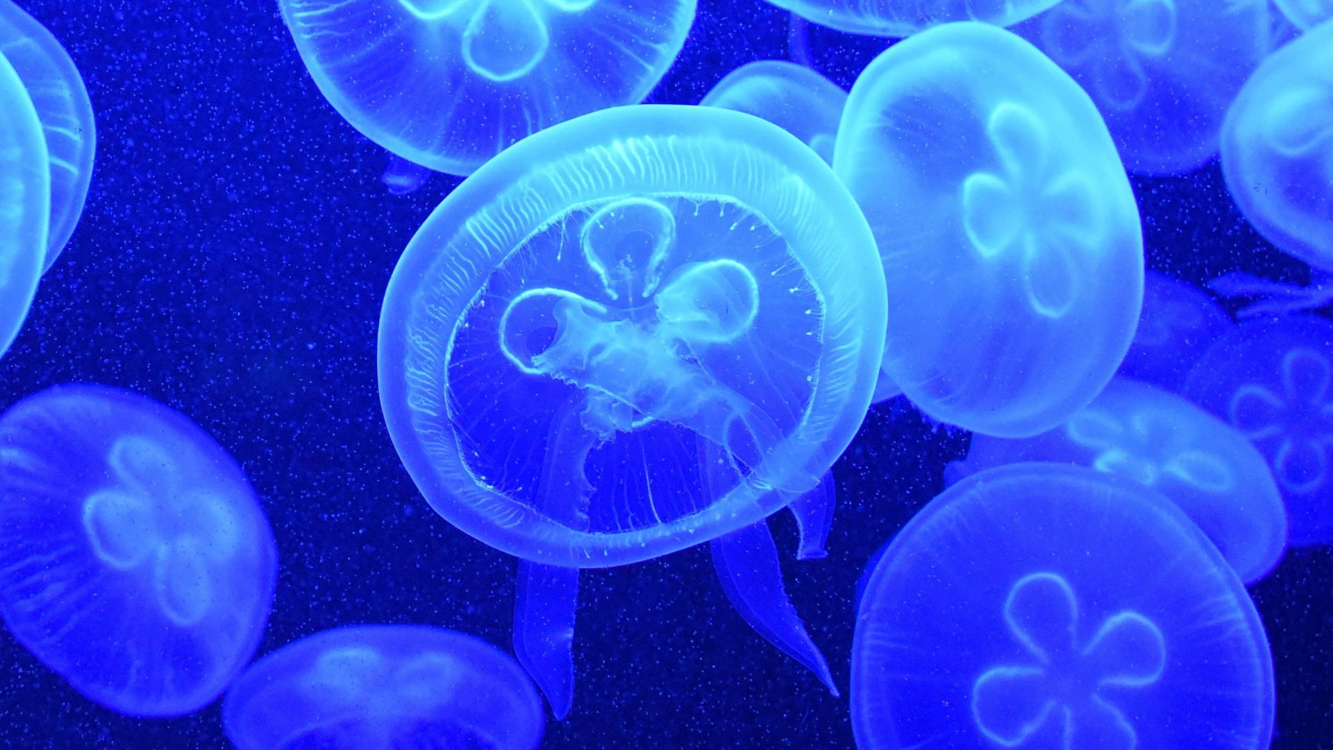 Wallpaper Blue Jellyfish, fishes, underwater