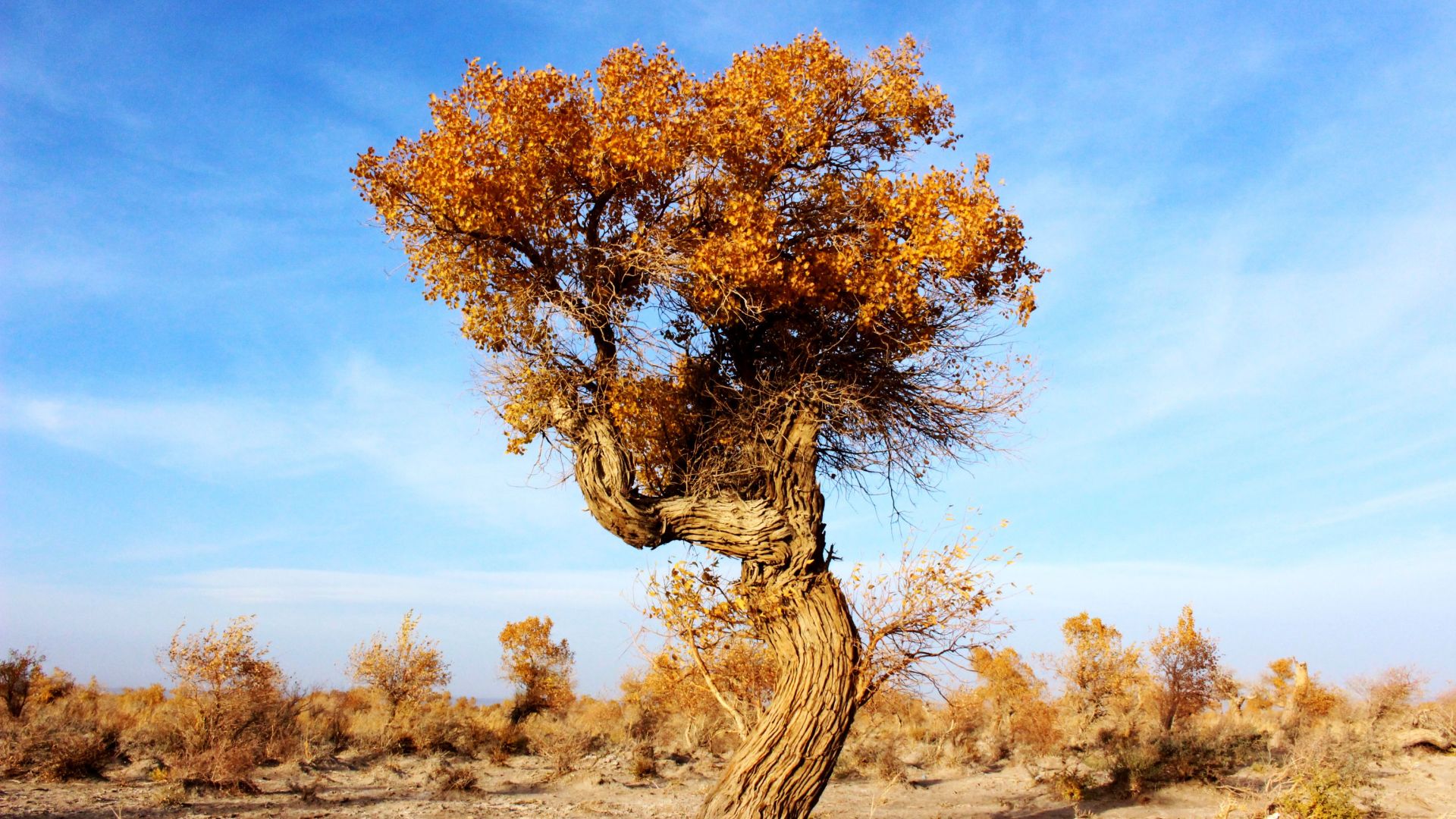 Wallpaper Populus euphratica tree, desert