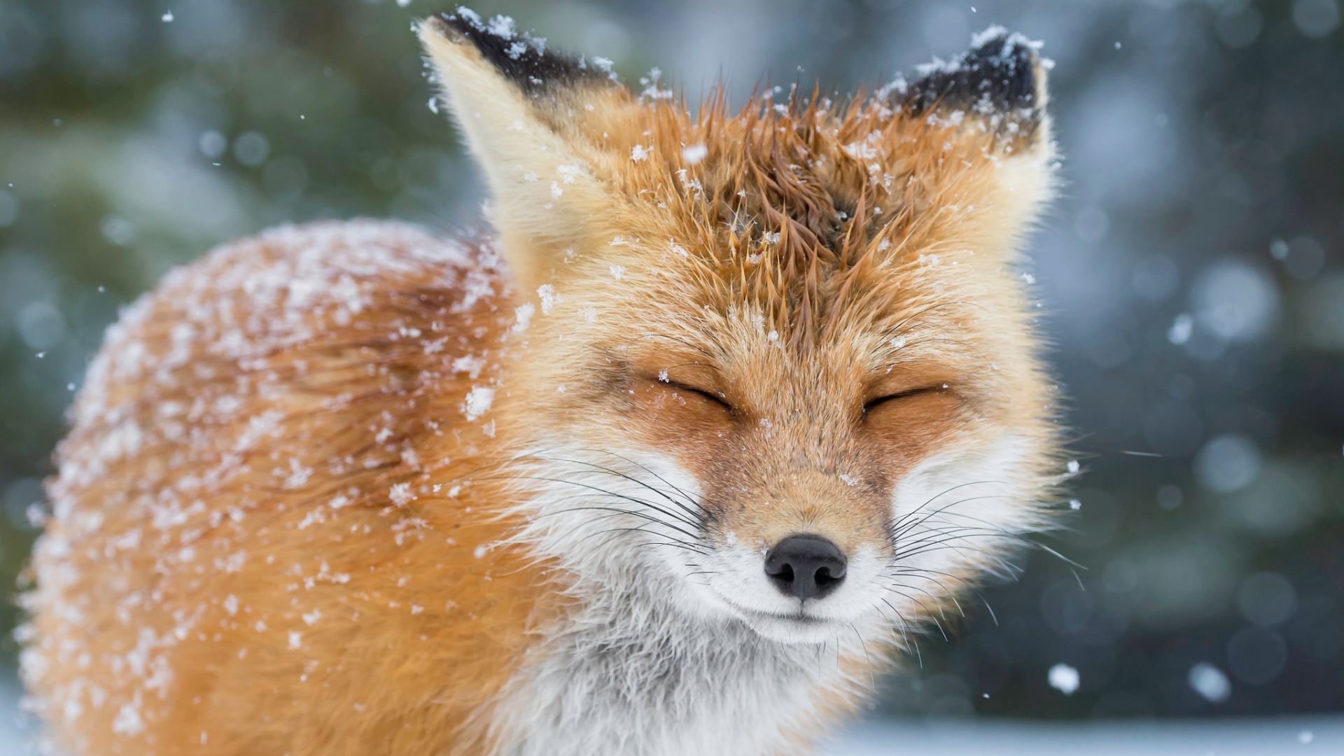 Wallpaper Closed eyes, red fox, winter