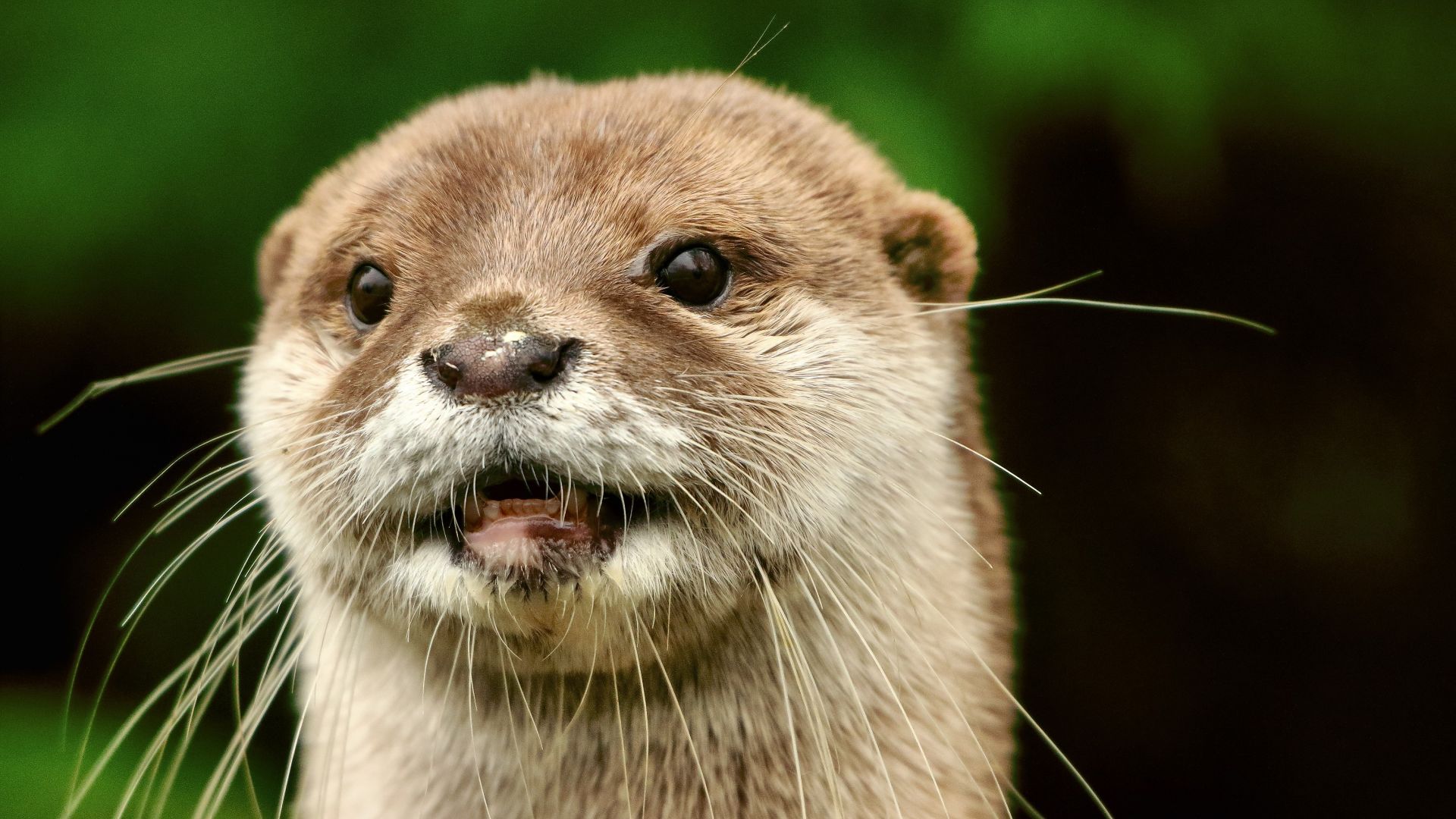 Wallpaper Otter animal face
