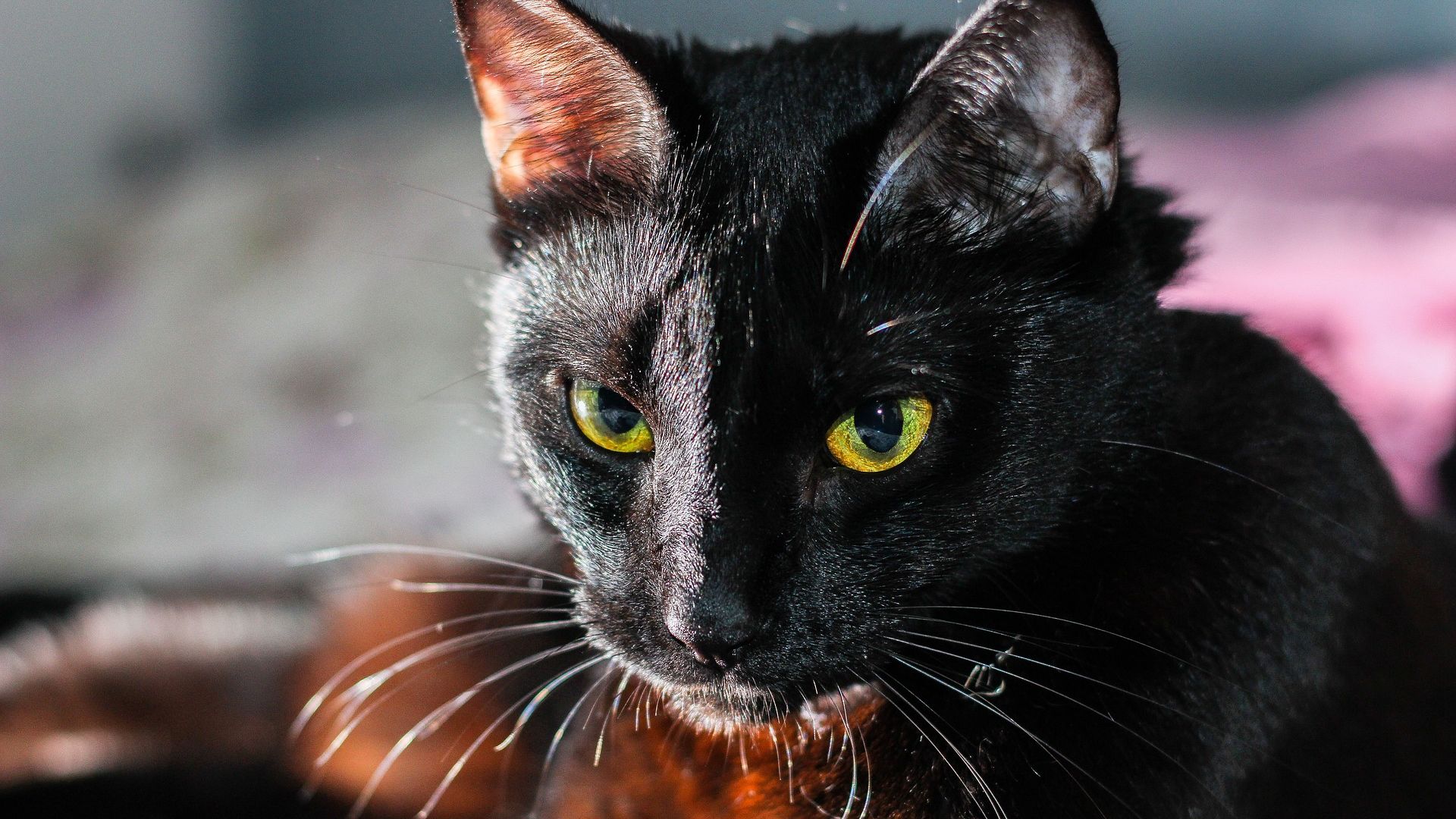 Wallpaper Black cat, yellow eyes, muzzle