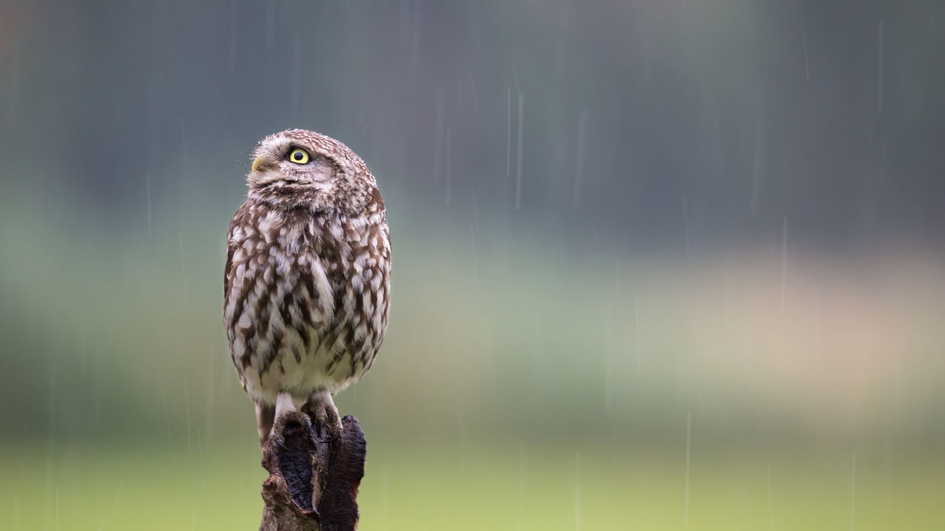 Wallpaper Owl bird, predator, rain, sitting