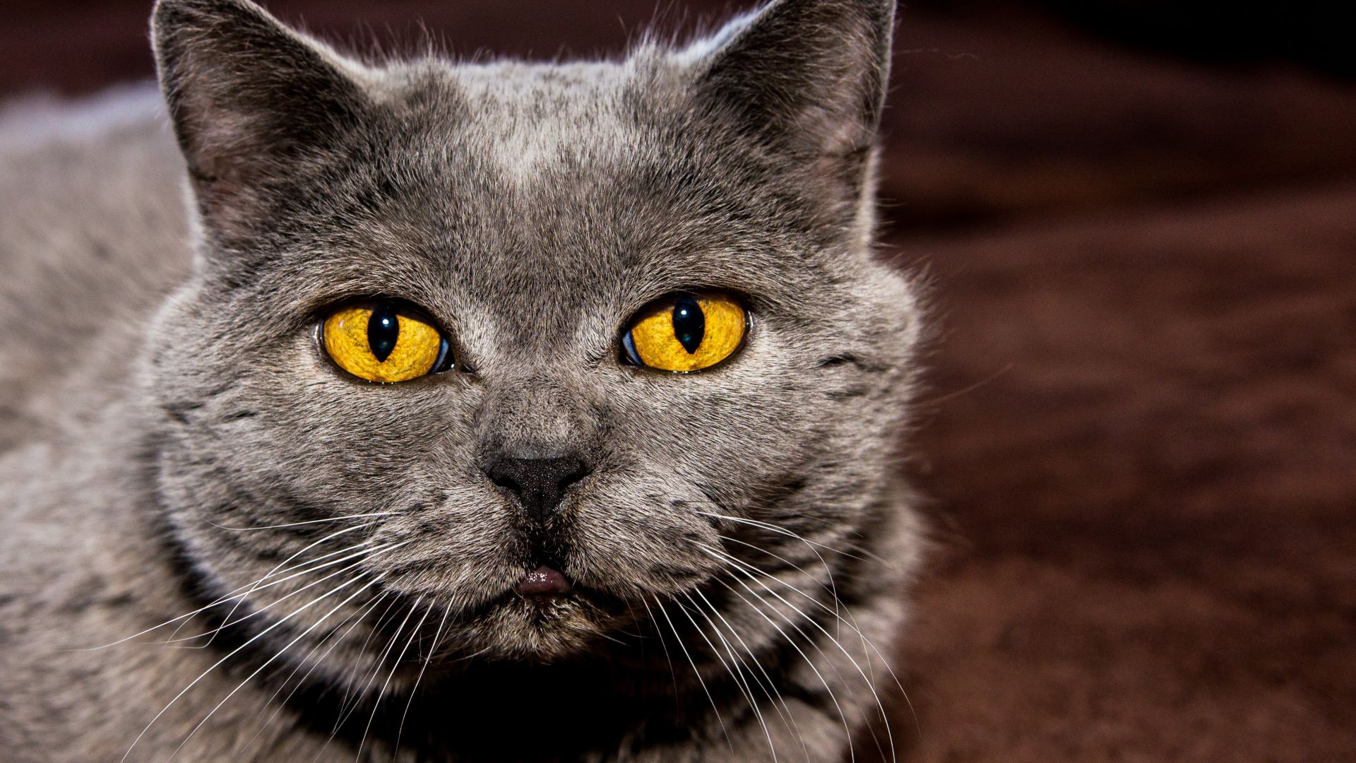 Wallpaper Cat eyes, yellow black, scary