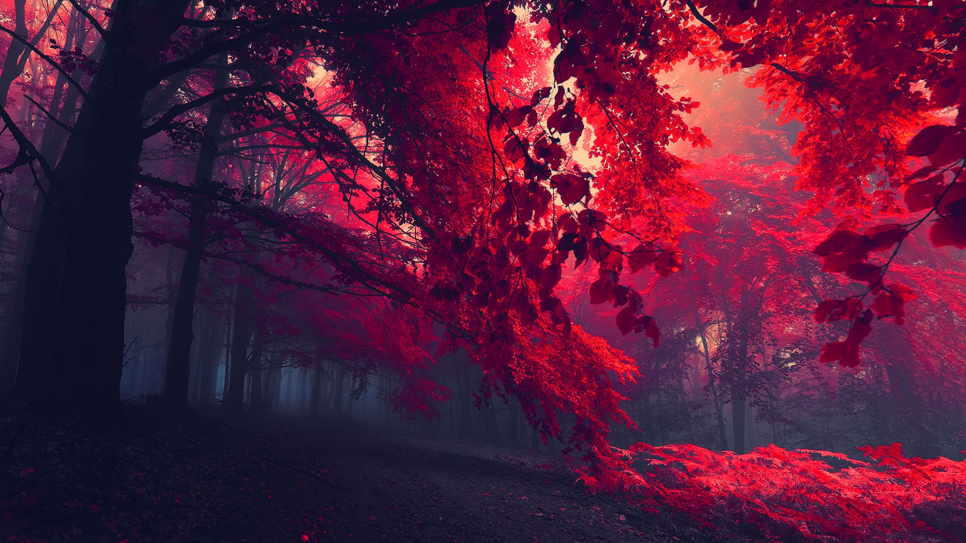 Wallpaper Red forest landscape