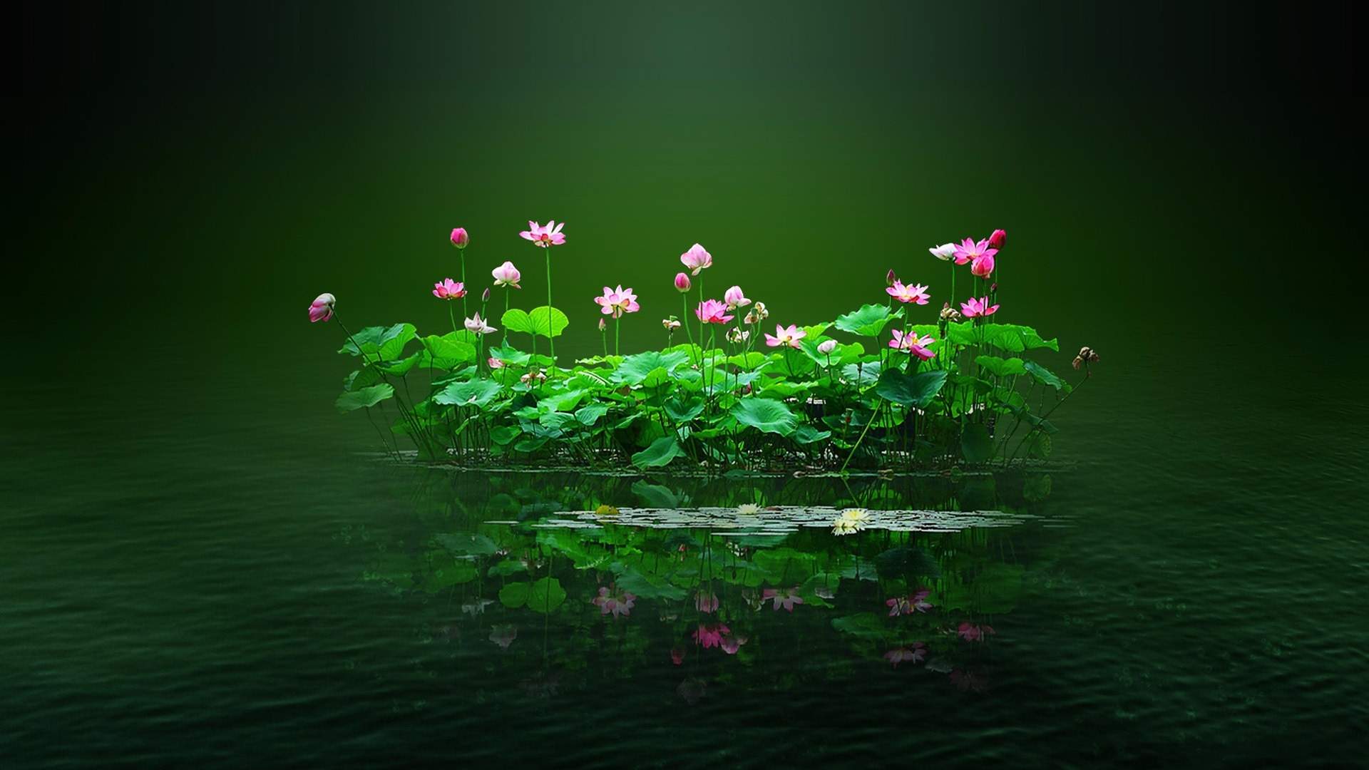 Wallpaper Lotus pond of pink lotus