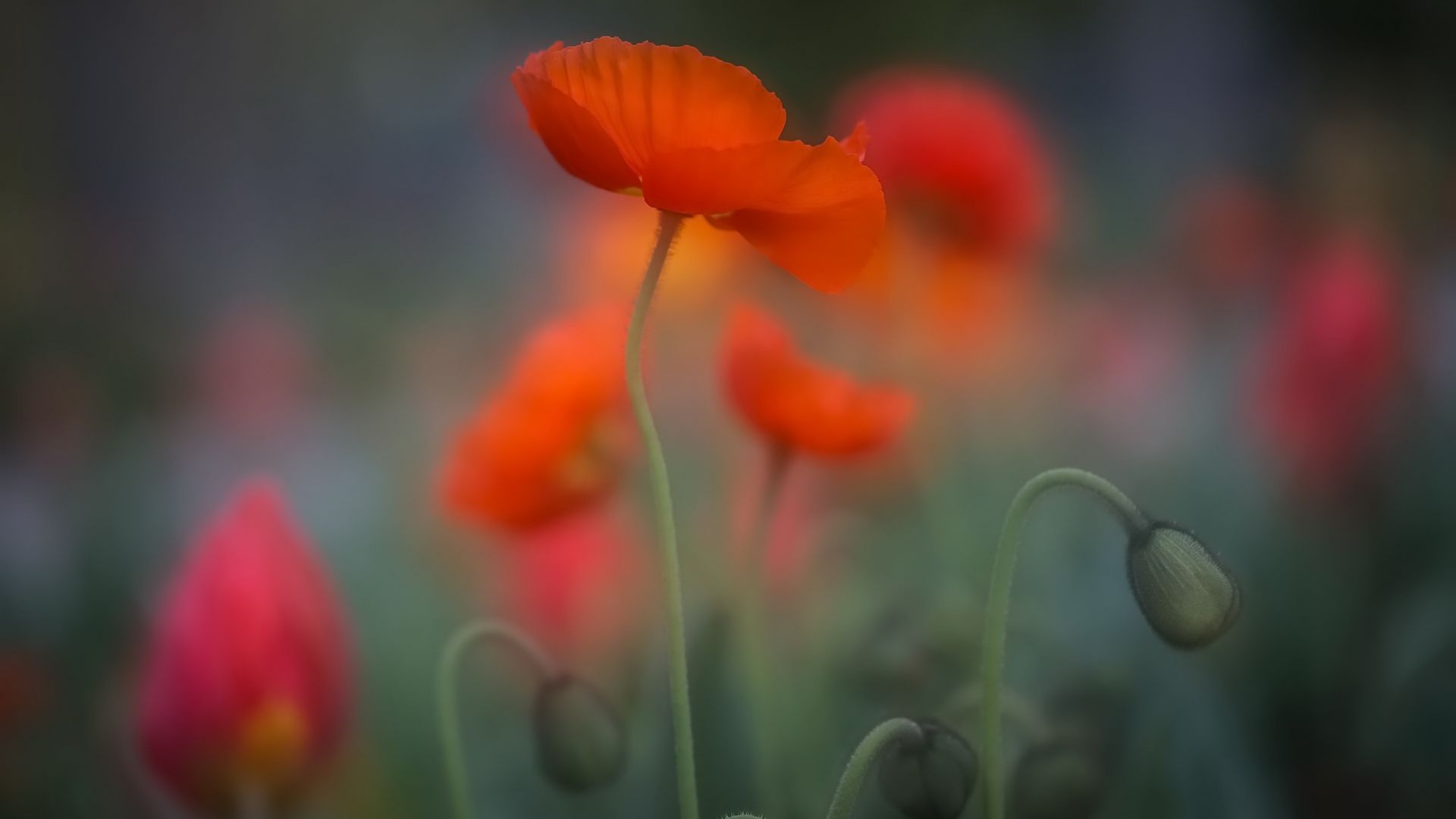 Wallpaper Orange poppy, flower field, close up, blur, plants
