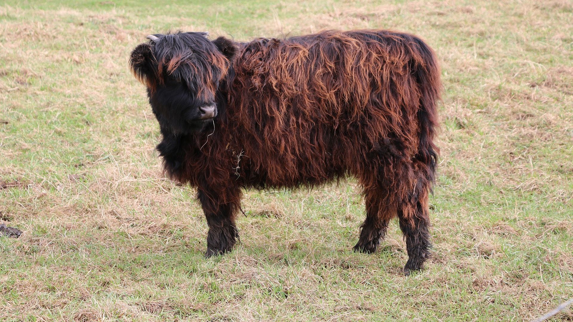 Wallpaper Furry cow, pet animal