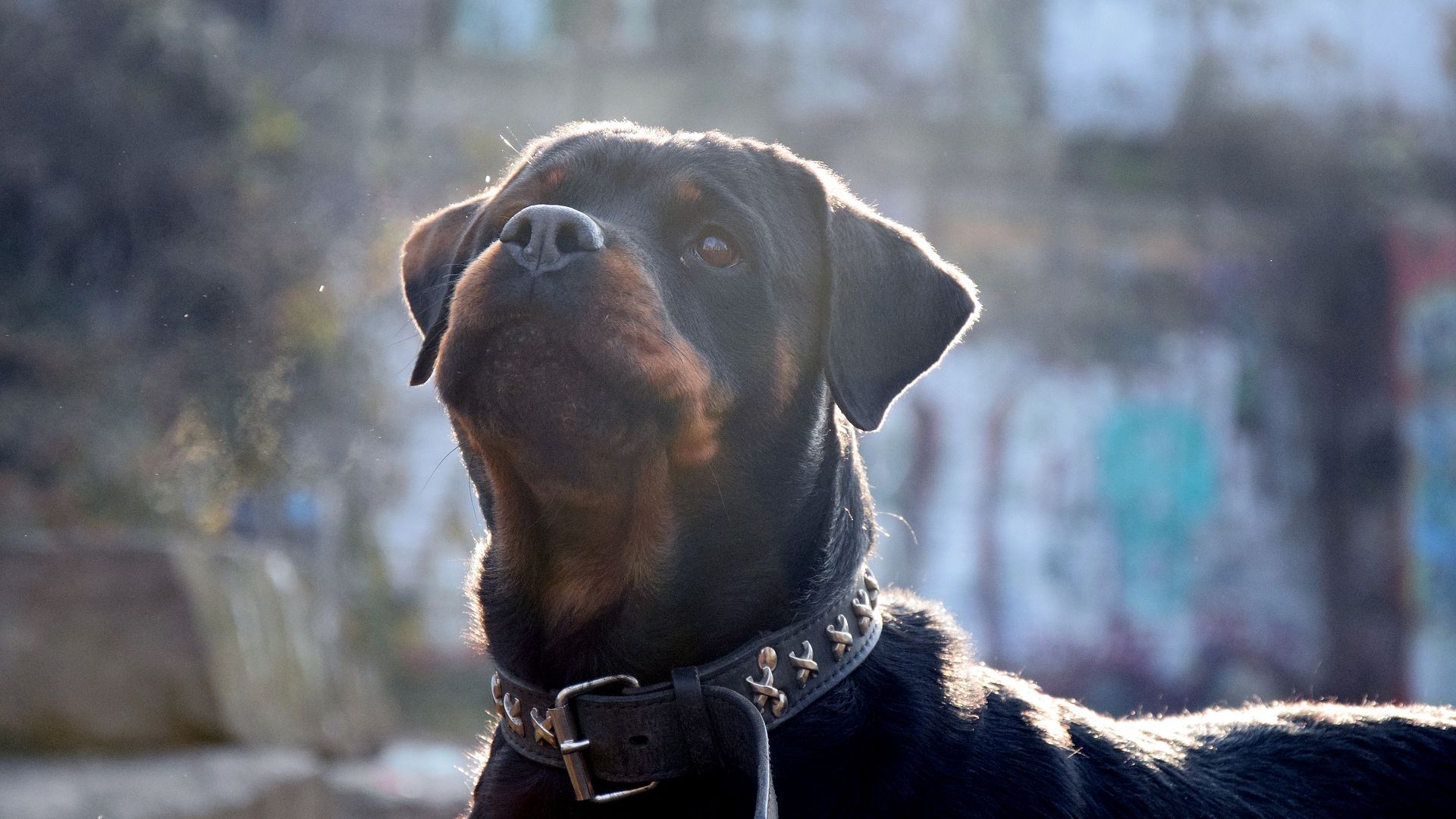 Wallpaper Rottweiler dog, animal, black dog