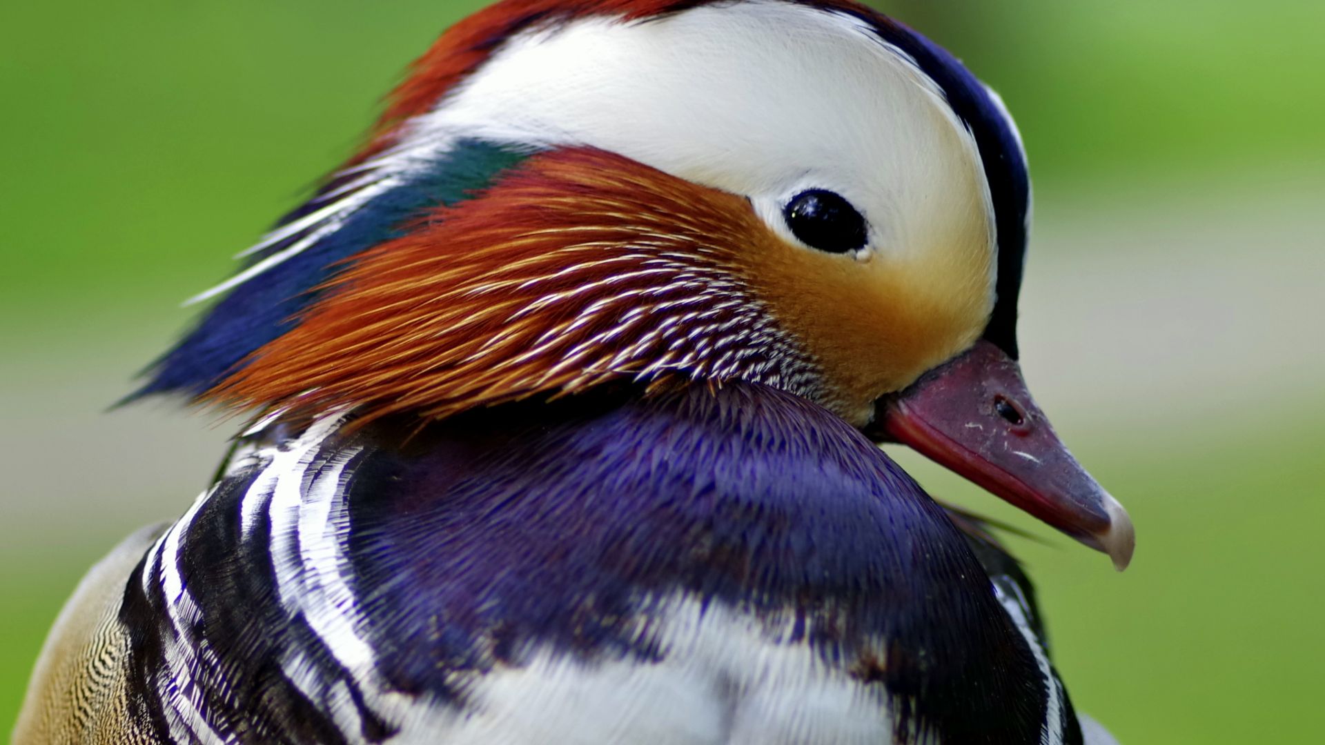 Wallpaper Mandarin duck, colorful, muzzle