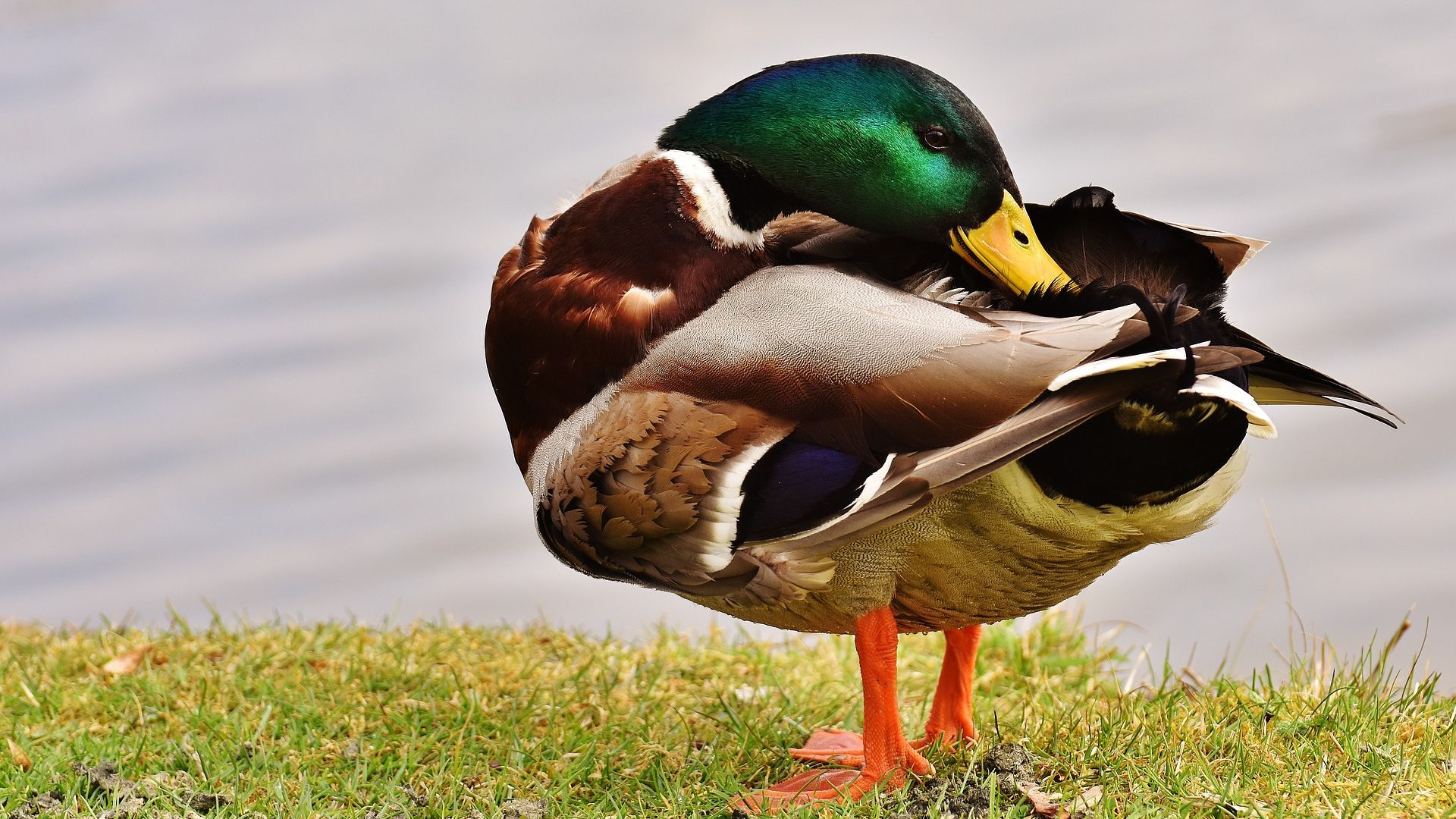 Wallpaper Mallard duck, colorful water bird