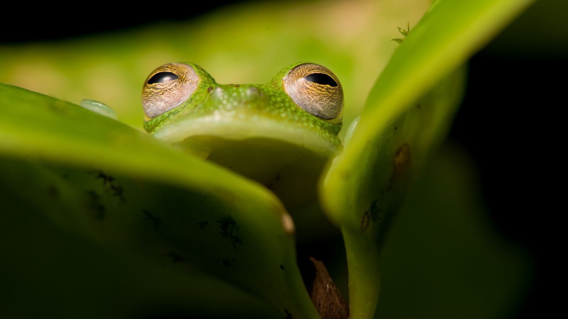Wallpaper Green frog, animal, amphibian, big leaves