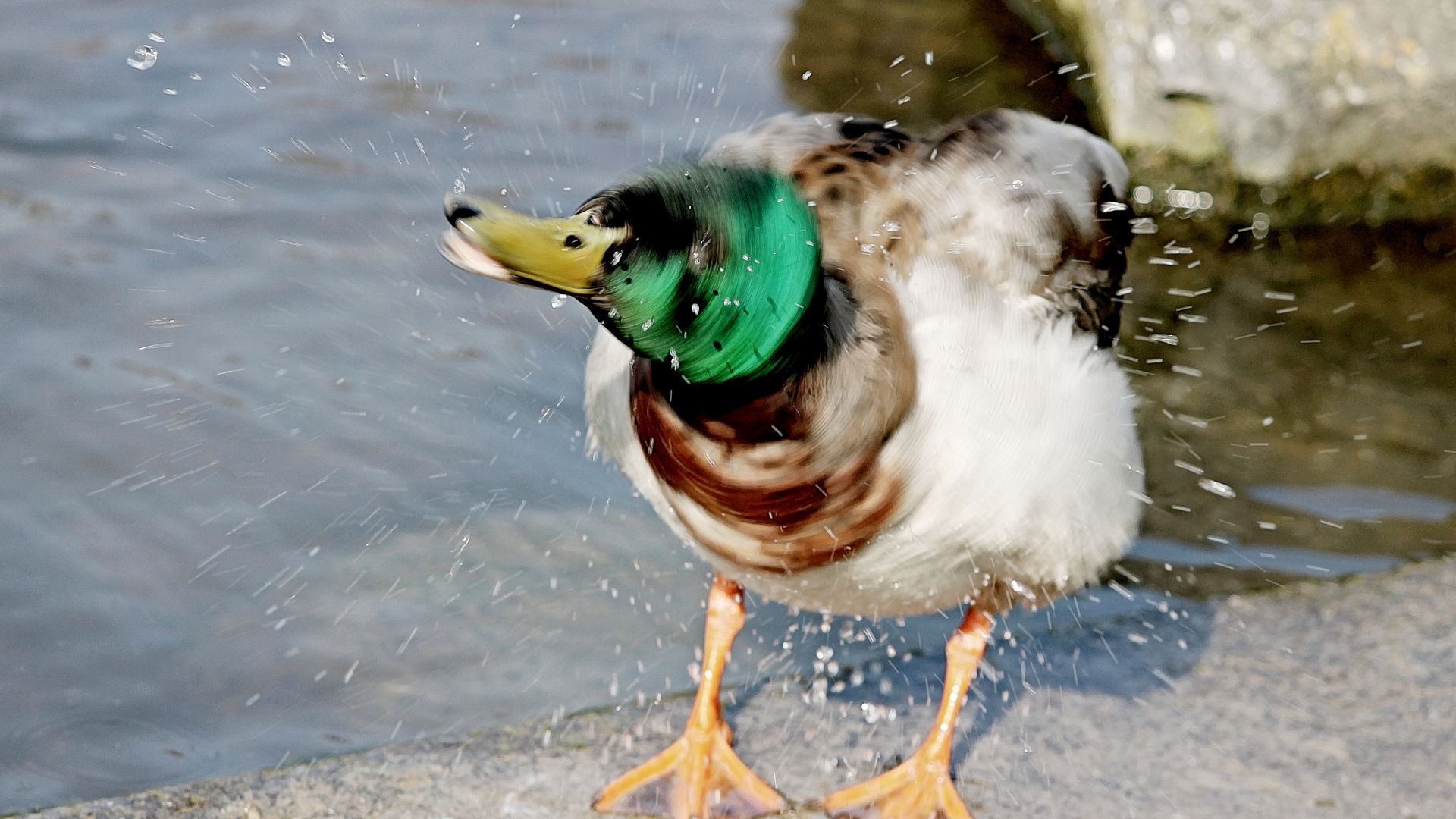 Wallpaper Duck, neck shake, water splashes
