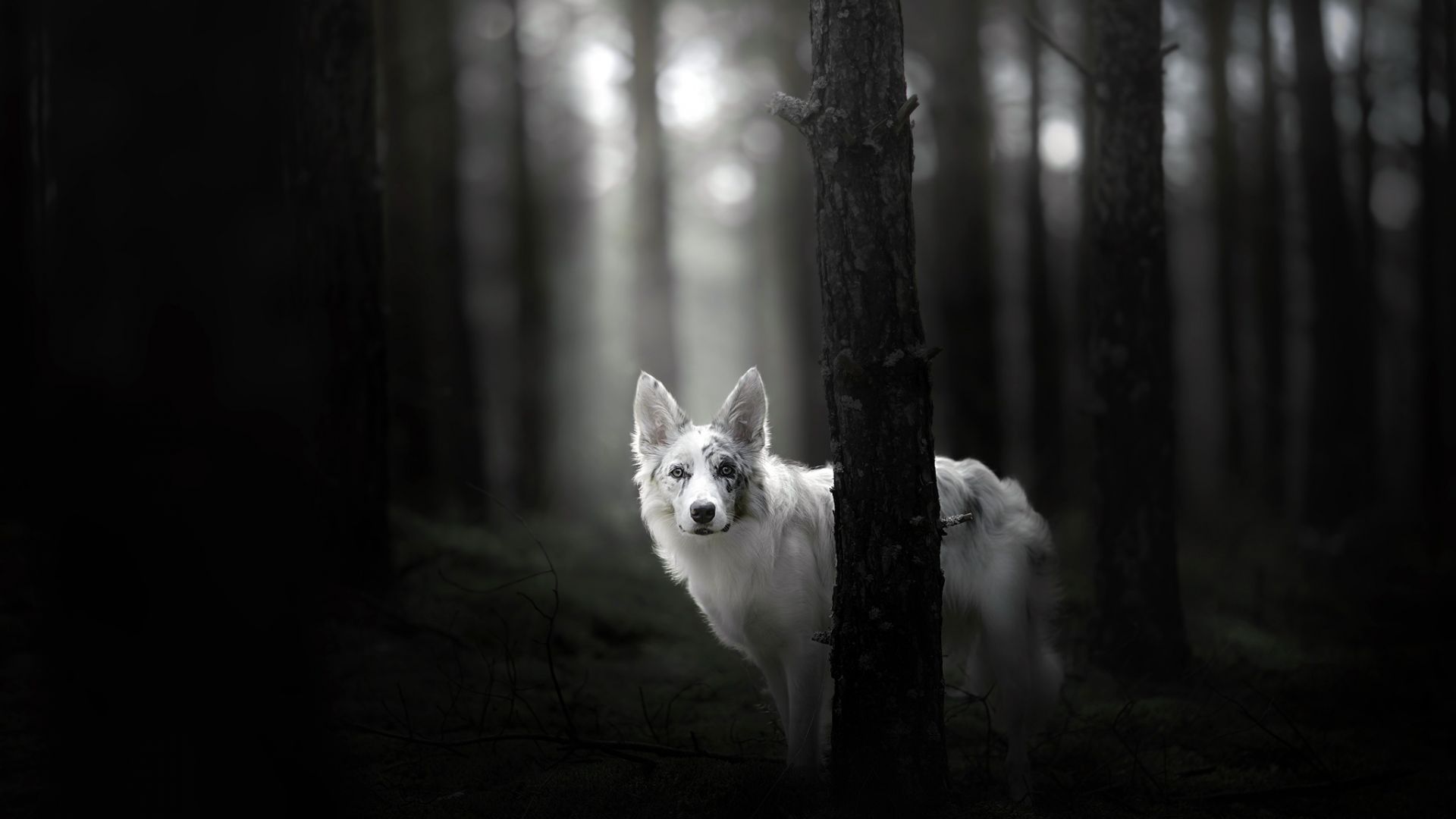 Wallpaper Australian shepherd dog, monochrome