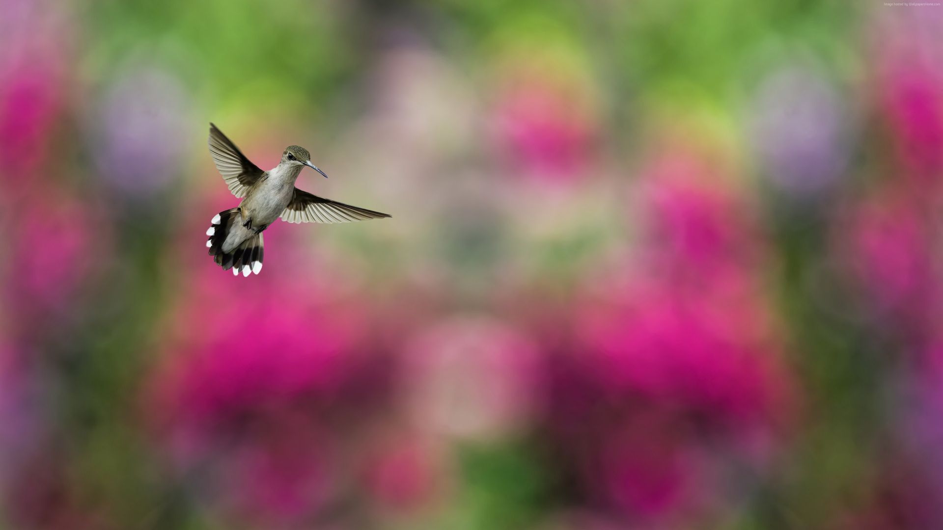 Wallpaper Colorful Hummingbird Bird, blur