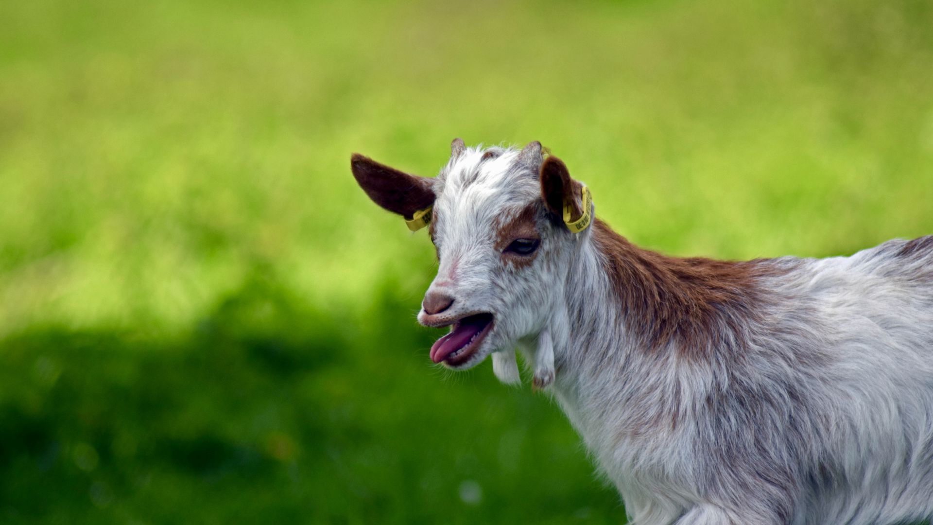 Wallpaper Girgentana goat, pet animal