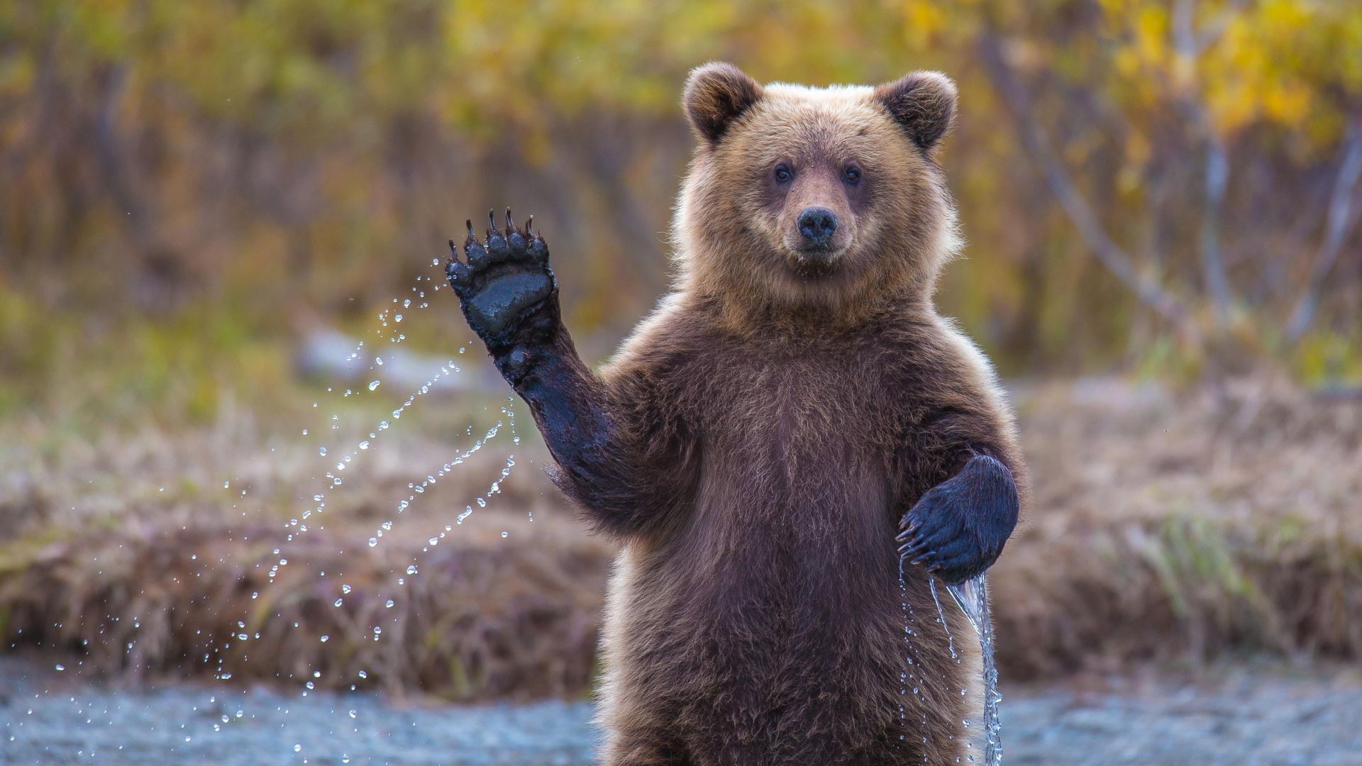 Wallpaper Bear's hello, wildlife, predator