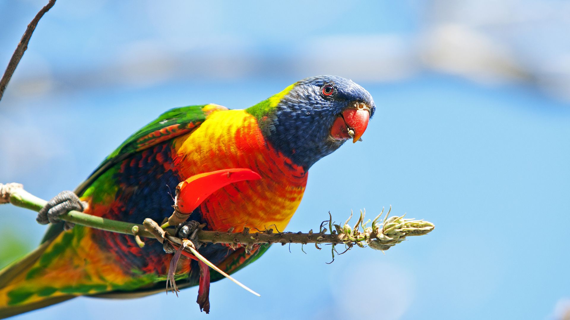Wallpaper Rainbow lorikeet, parrot bird