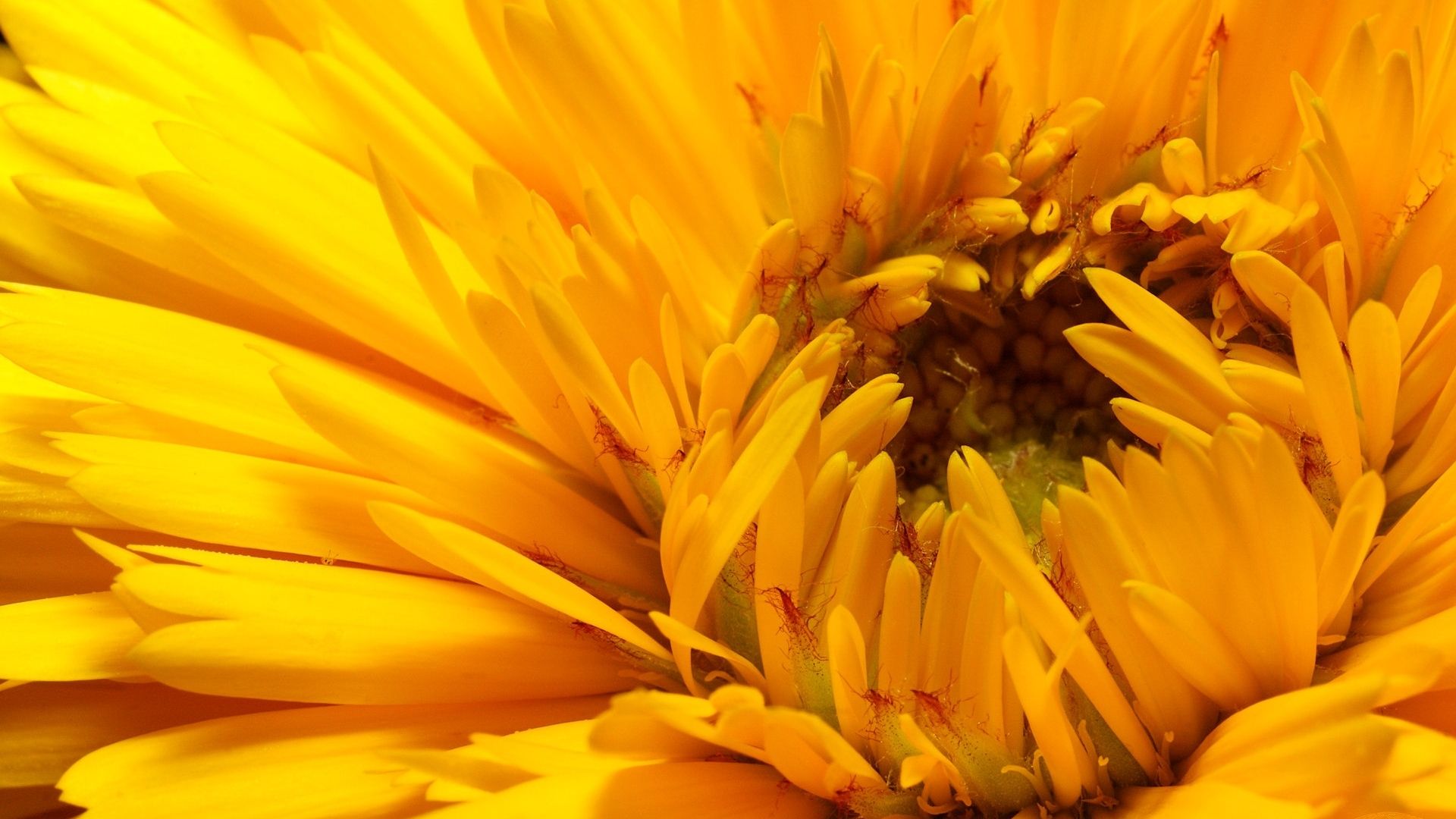 Wallpaper Yellow Sunflower petals close up
