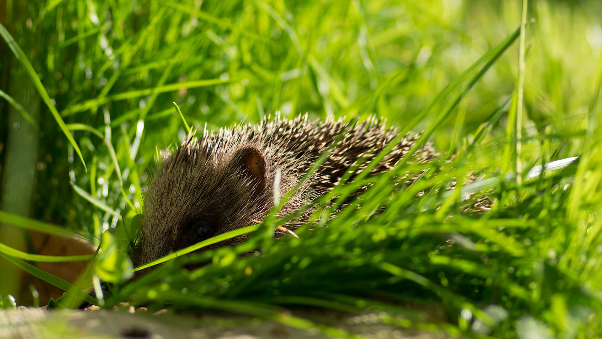 Wallpaper Hedgehog, small animal, grass