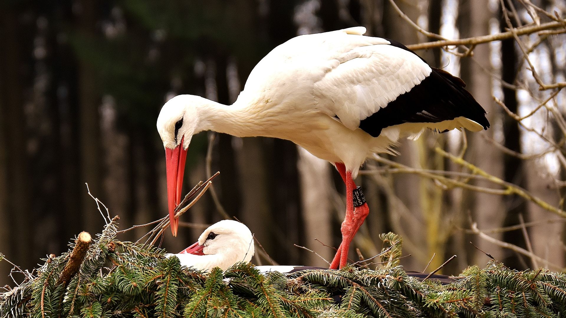 Wallpaper Stork bird, nest, white bird