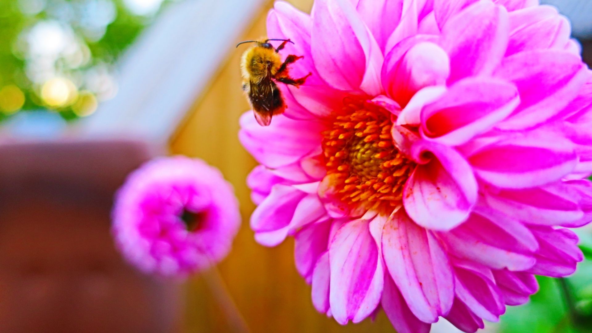 Wallpaper Bee flower pollination