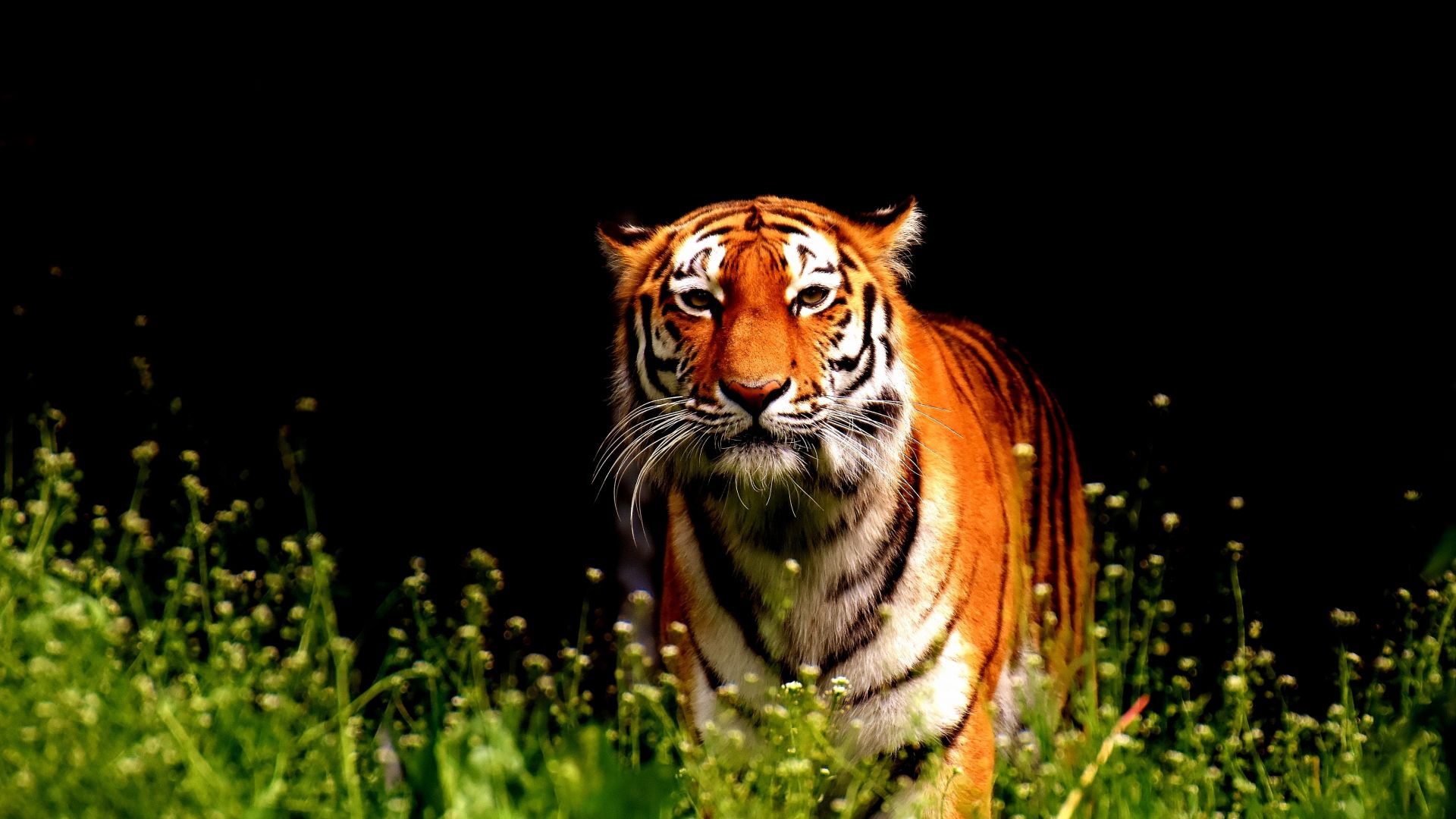 Wallpaper Tiger walk, big cat, animal