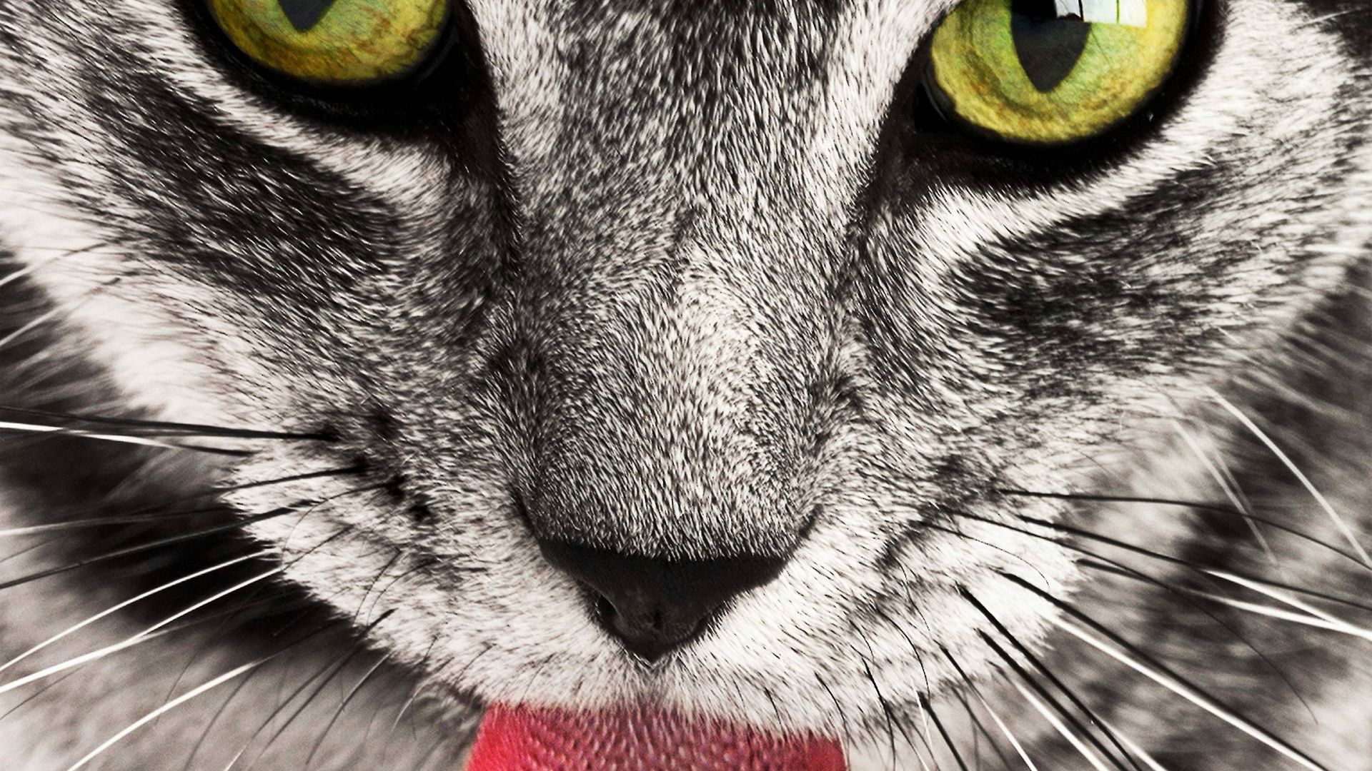 Wallpaper Tabby cat animal, close up