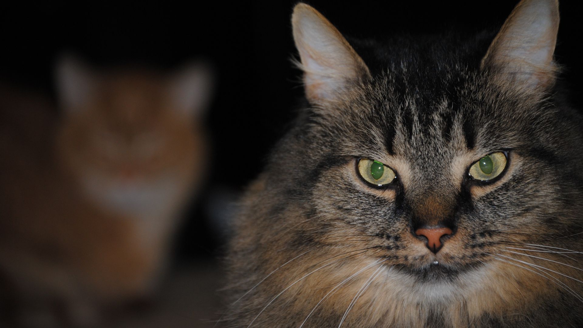 Wallpaper Green eyes, cat, pet's stare